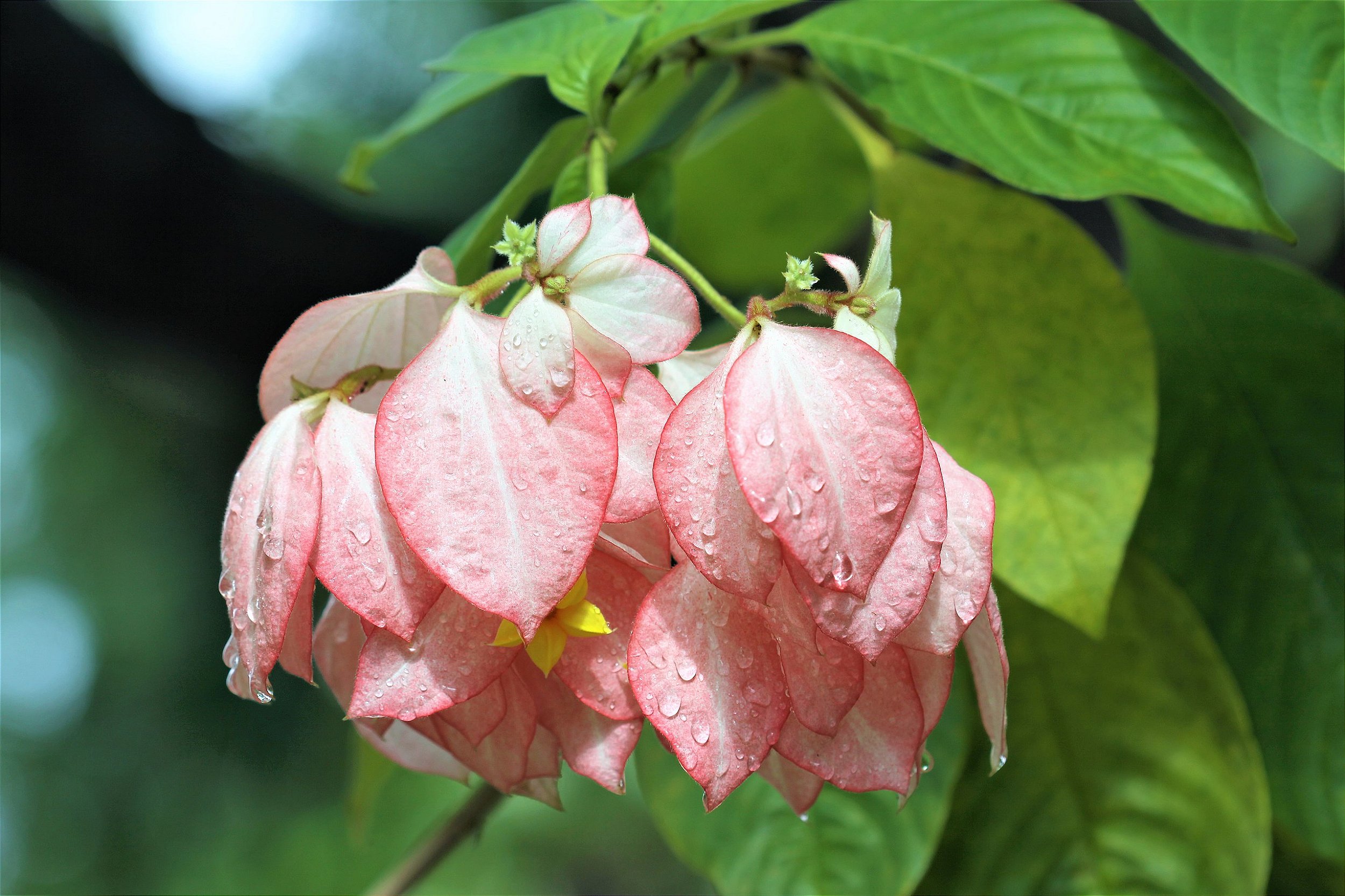 Musaeda MUSSAENDA HÍBRIDA (Mussaenda x philippica ‘Queen Sirikit’) - Muda com ...
