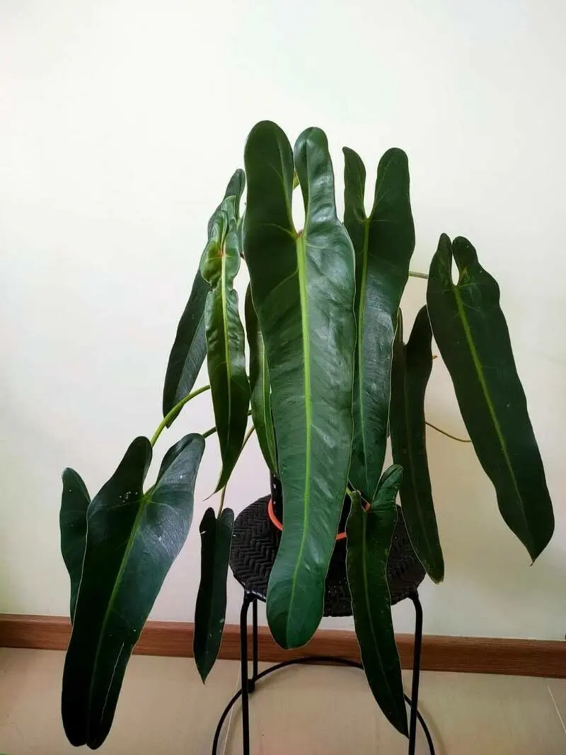 strawberry shake philodendron Philodendron strawberry shake (XXL Big Plant) main image 0