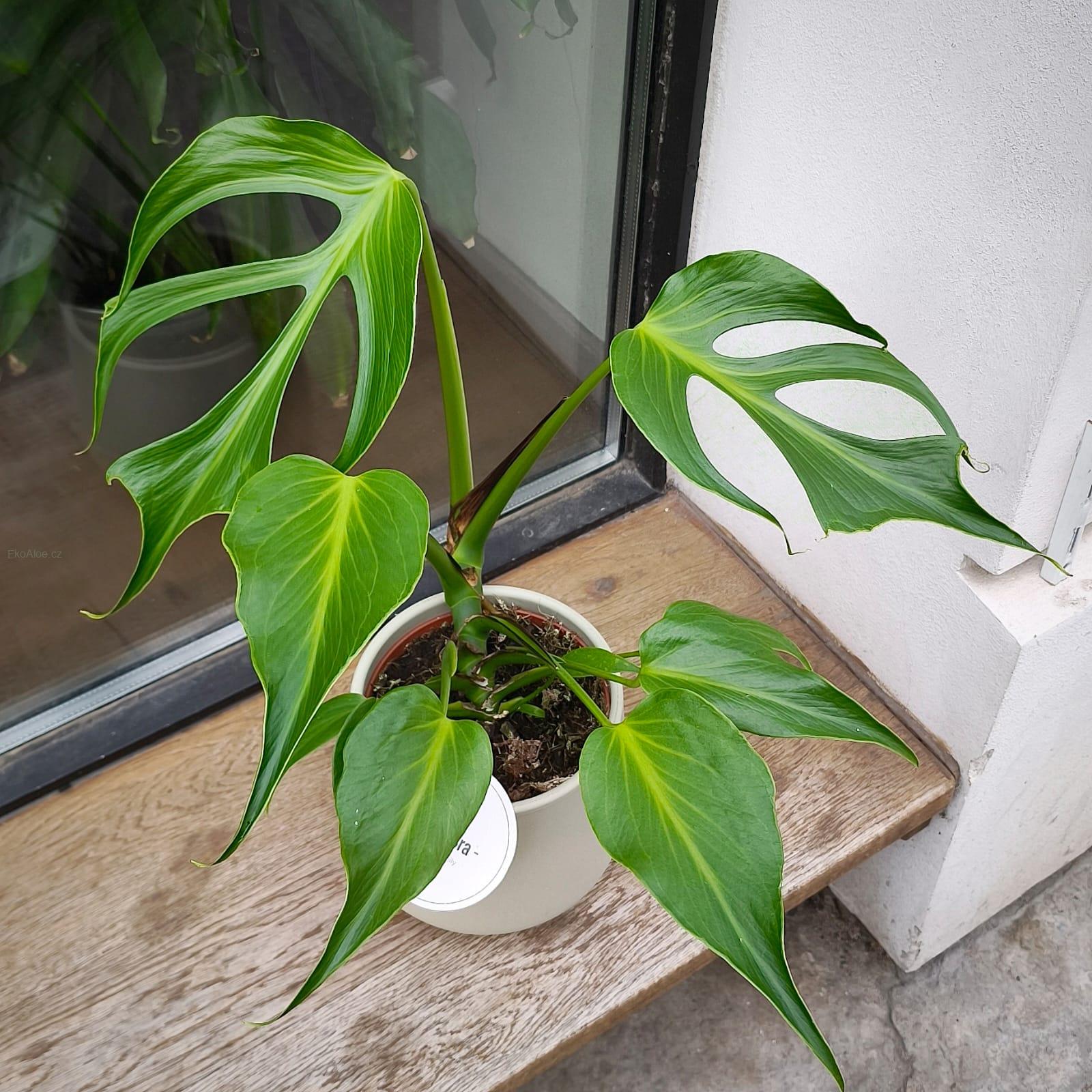 モンステラ Barle Marx's Flame Monstera 'Burle marx Flame' - P15 - Rebrotar Plantas