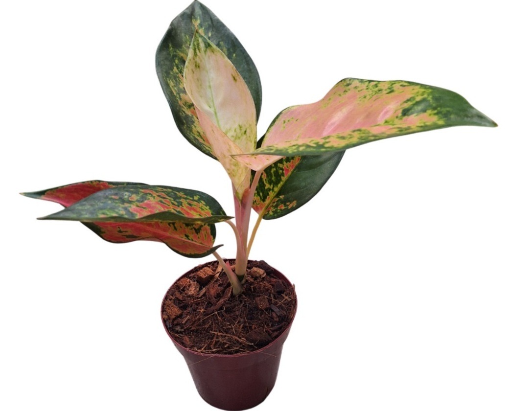 Aglaonema Lawan - P12 - Rebrotar Plantas