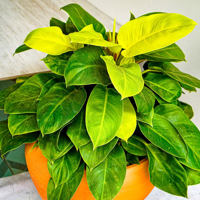 Philodendron Moonlight Plant in a Cement Pot – Plants & Plants Supercentre