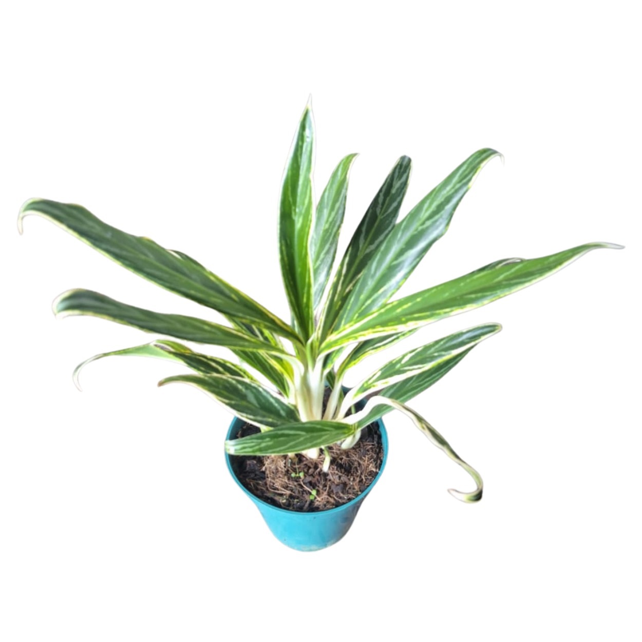 indoor planter with drainage Planter Pot with Drainage | Damask Succulent Pot | Plant Pots | Large  Indoor Planter | Drainage Tray | Blue | Gold | White