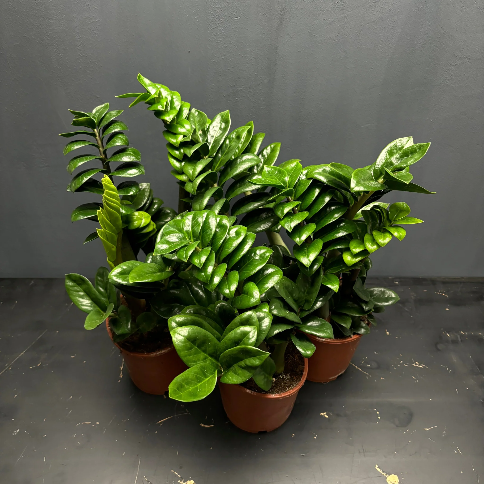 ZAMIOCULCA ZENZI (Zamioculcas zamiifolia 'Zenzi') - P14 - Rebrotar