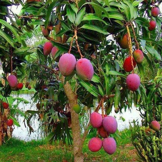 MANGA ROSA (Mangifera indica L.) - Muda enxertada com até 1 metro ...