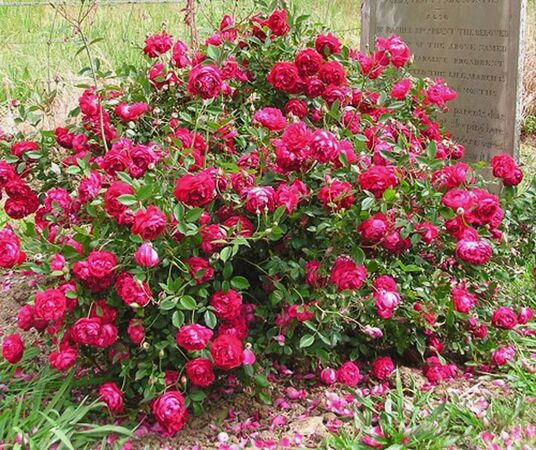 Micro Rosa MINI ROSA (Rosa chinensis var. semperflorens) - Rebrotar Plantas