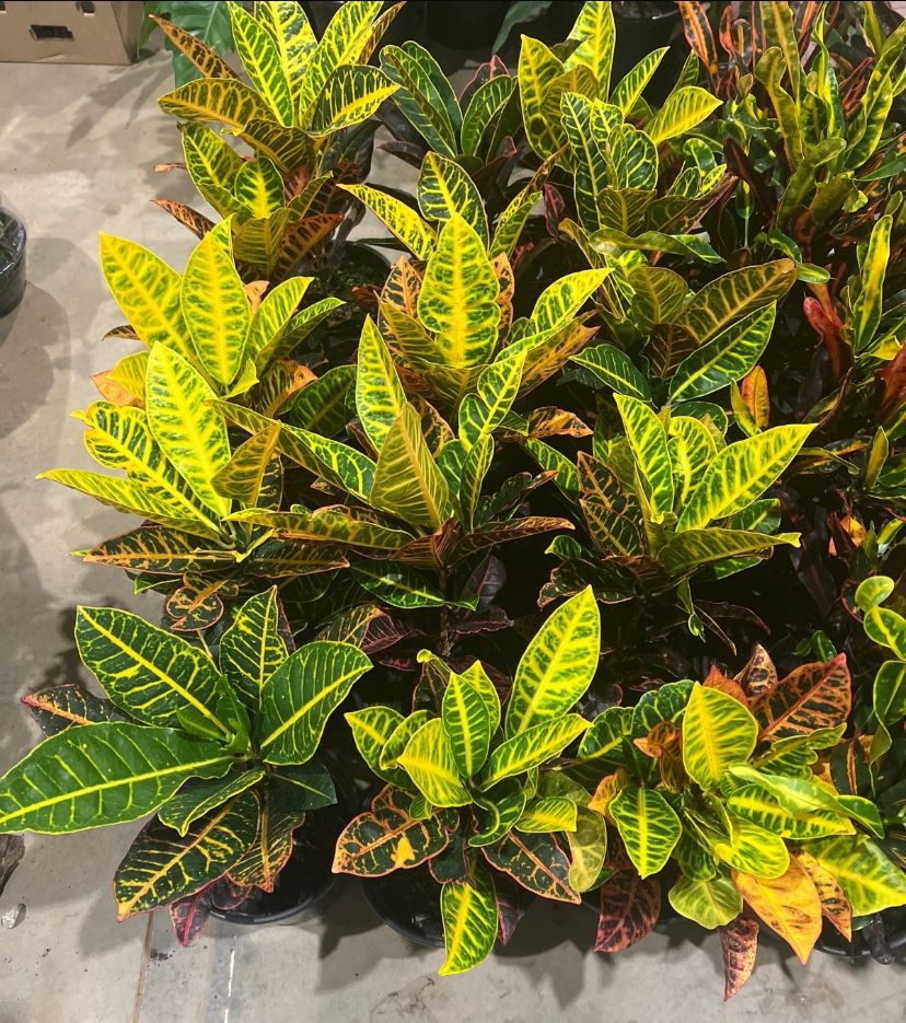 Croton Codiaeum variegatum var pictum plant in blue pot Stock Photo