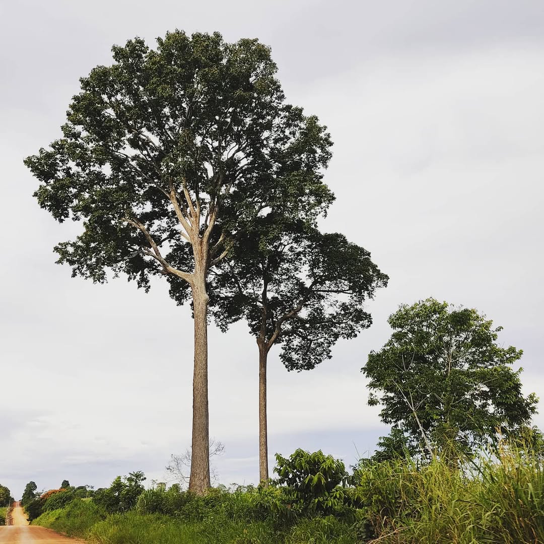 CASTANHA DO PARÁ (Bertholletia excelsa) - Muda com até 40 cm - Rebrotar ...