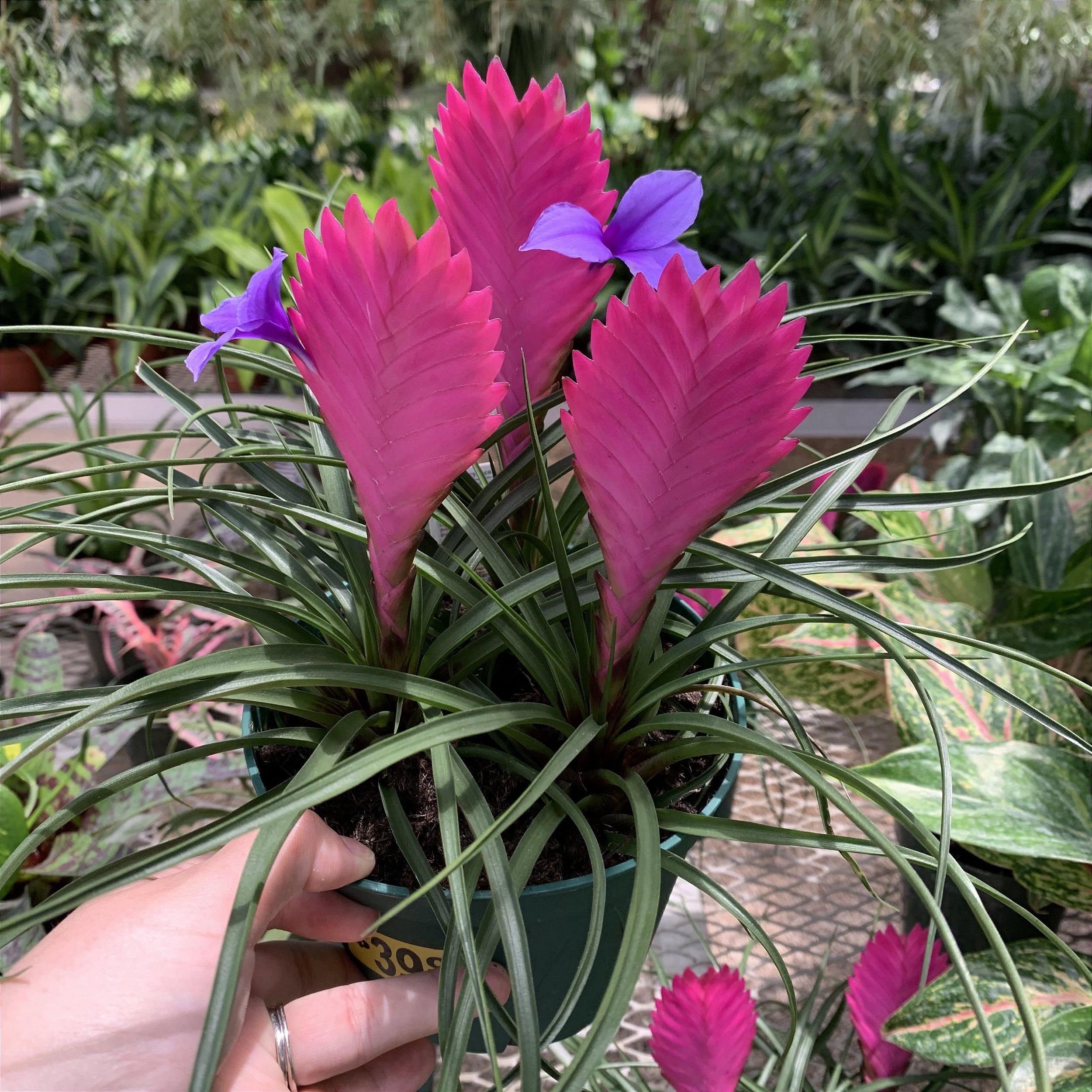 TILLANDSIA (Tillandsia cynea) - P12 - Rebrotar Plantas