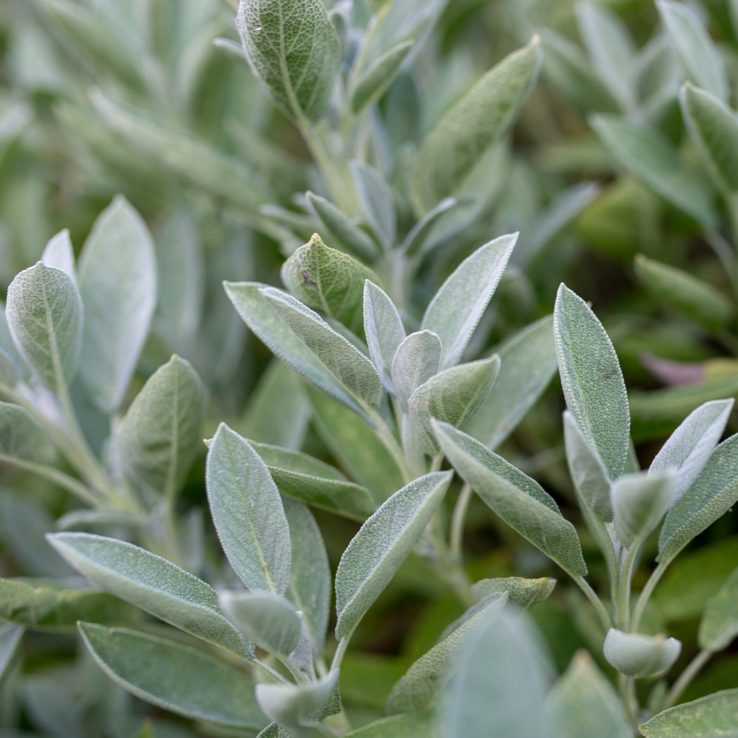 SÁLVIA (Salvia officinalis) - P11 - Rebrotar Plantas