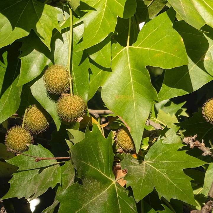 PLÁTANO (Platanus x Hispanica) - Muda com até 80 cm - Rebrotar Plantas
