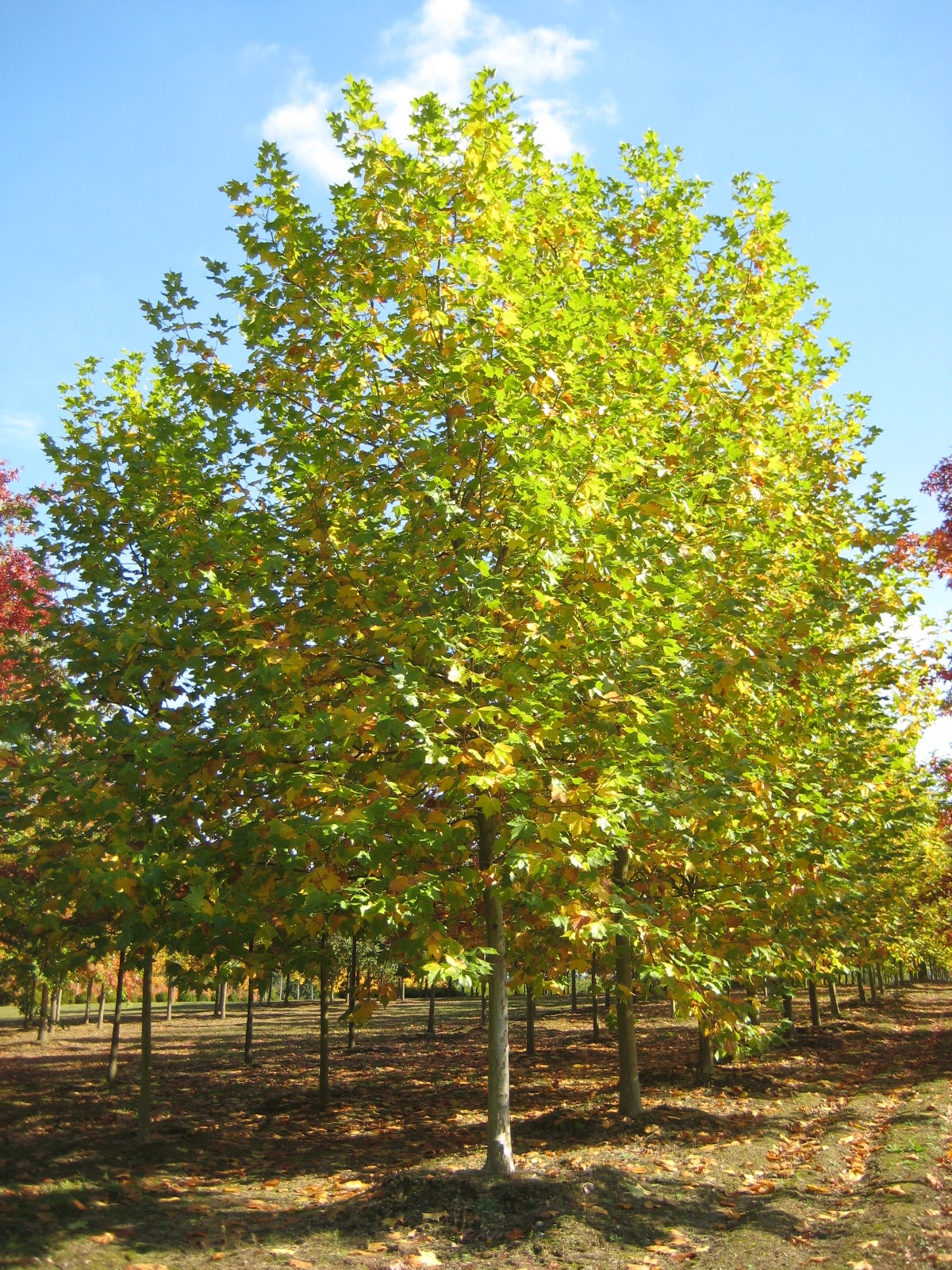 PLÁTANO (Platanus x Hispanica) - Muda com até 80 cm - Rebrotar Plantas