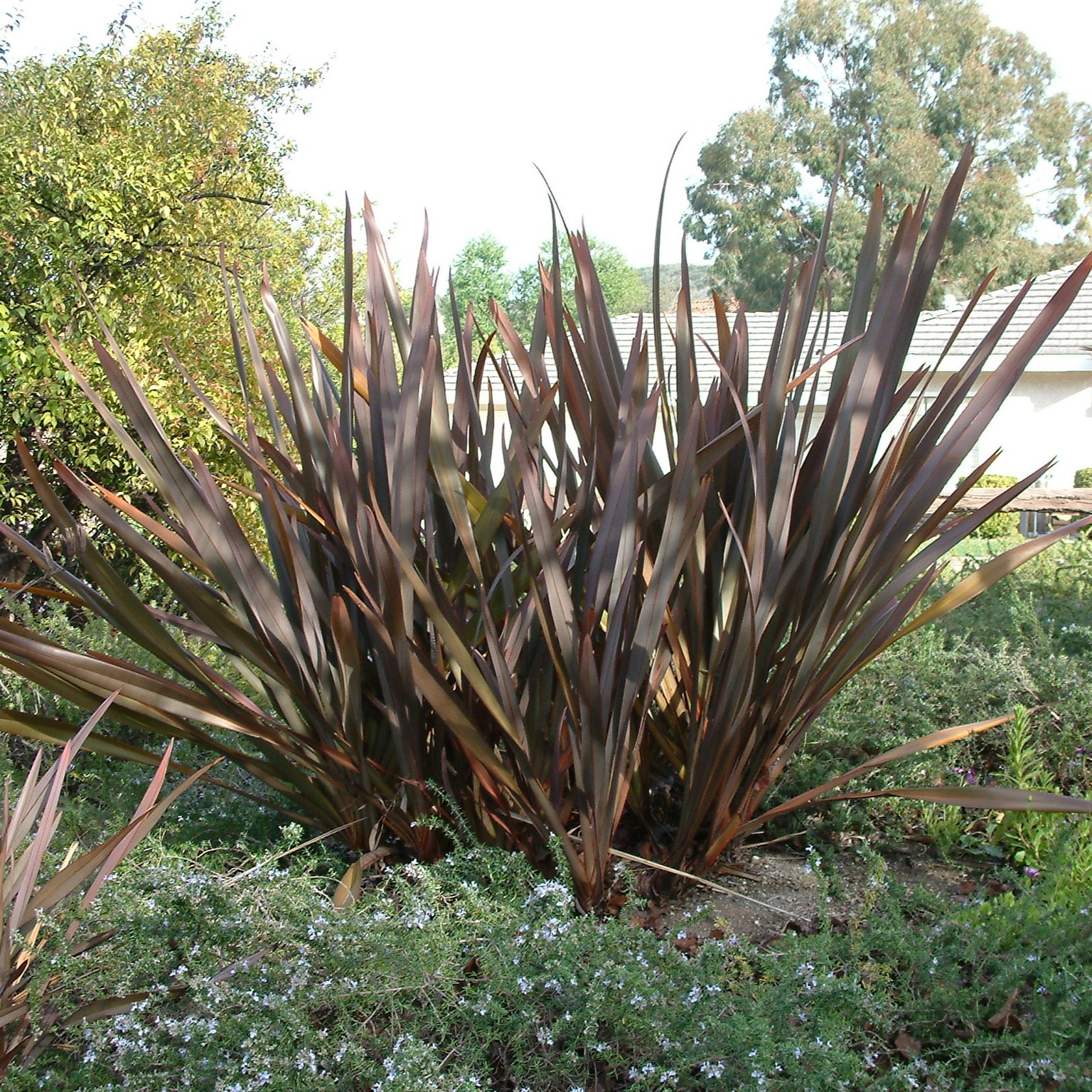 FORMIO ROXO (Phormium tenax rubrum) - Touceira 80 cm - Rebrotar Plantas
