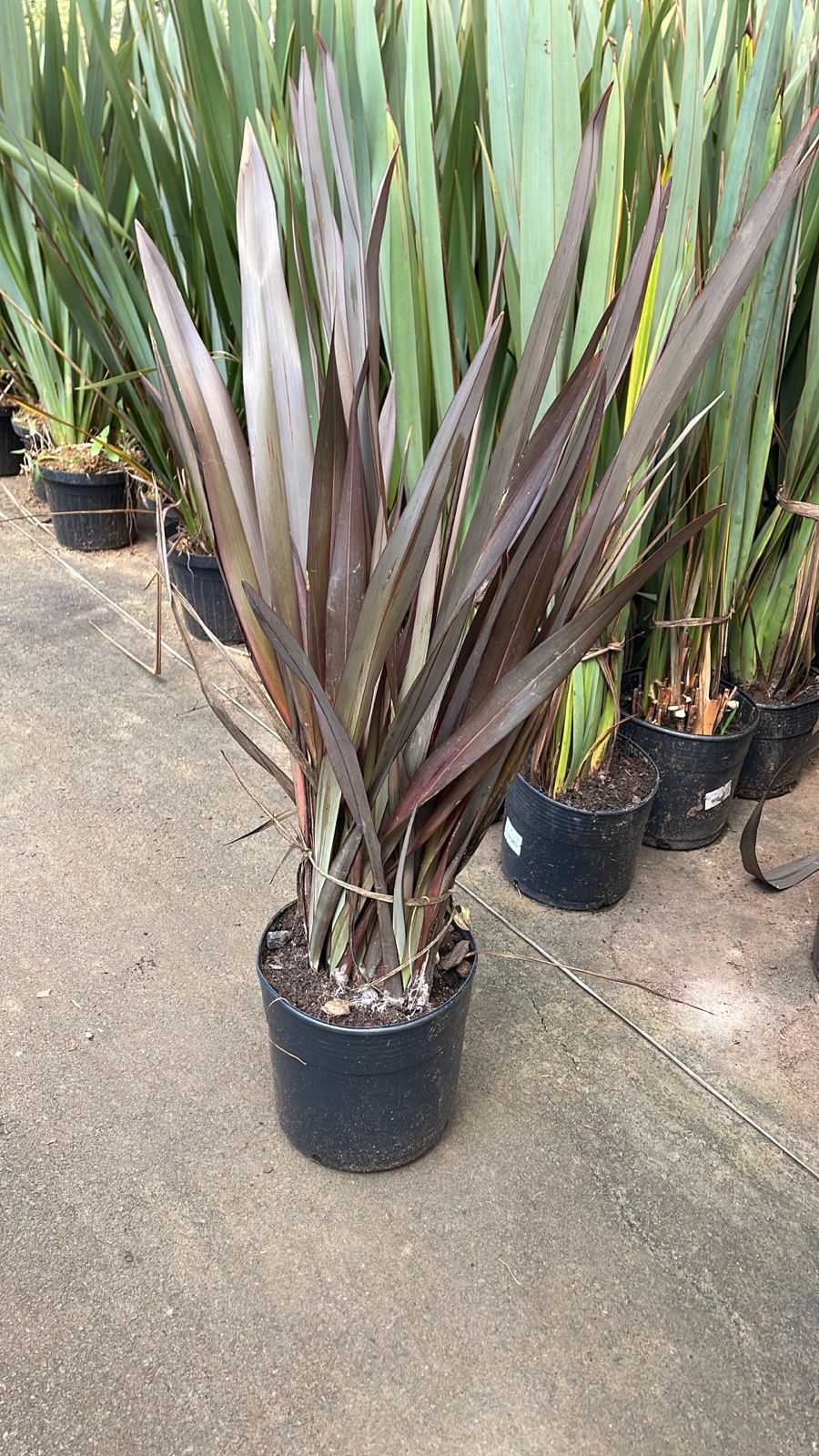 FORMIO ROXO (Phormium tenax rubrum) - Touceira 80 cm - Rebrotar Plantas