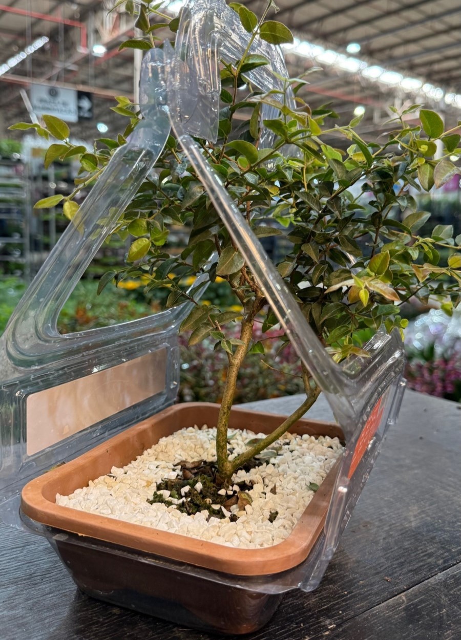 BONSAI出品 BONSAI JABUTICABA (Plinia cauliflora) - Jardineira 1.1L Muda com 6