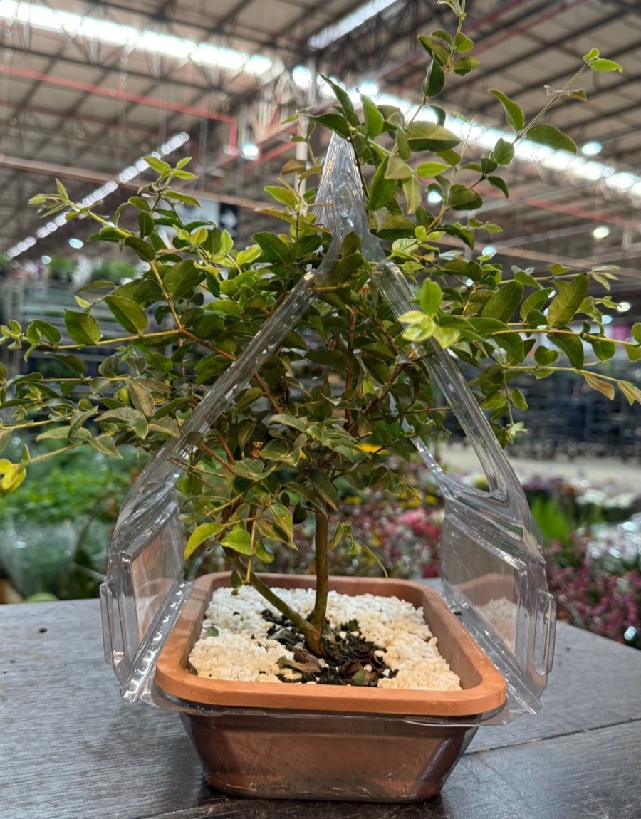 BONSAI JABUTICABA (Plinia cauliflora) - Jardineira 1.1L Muda com 6