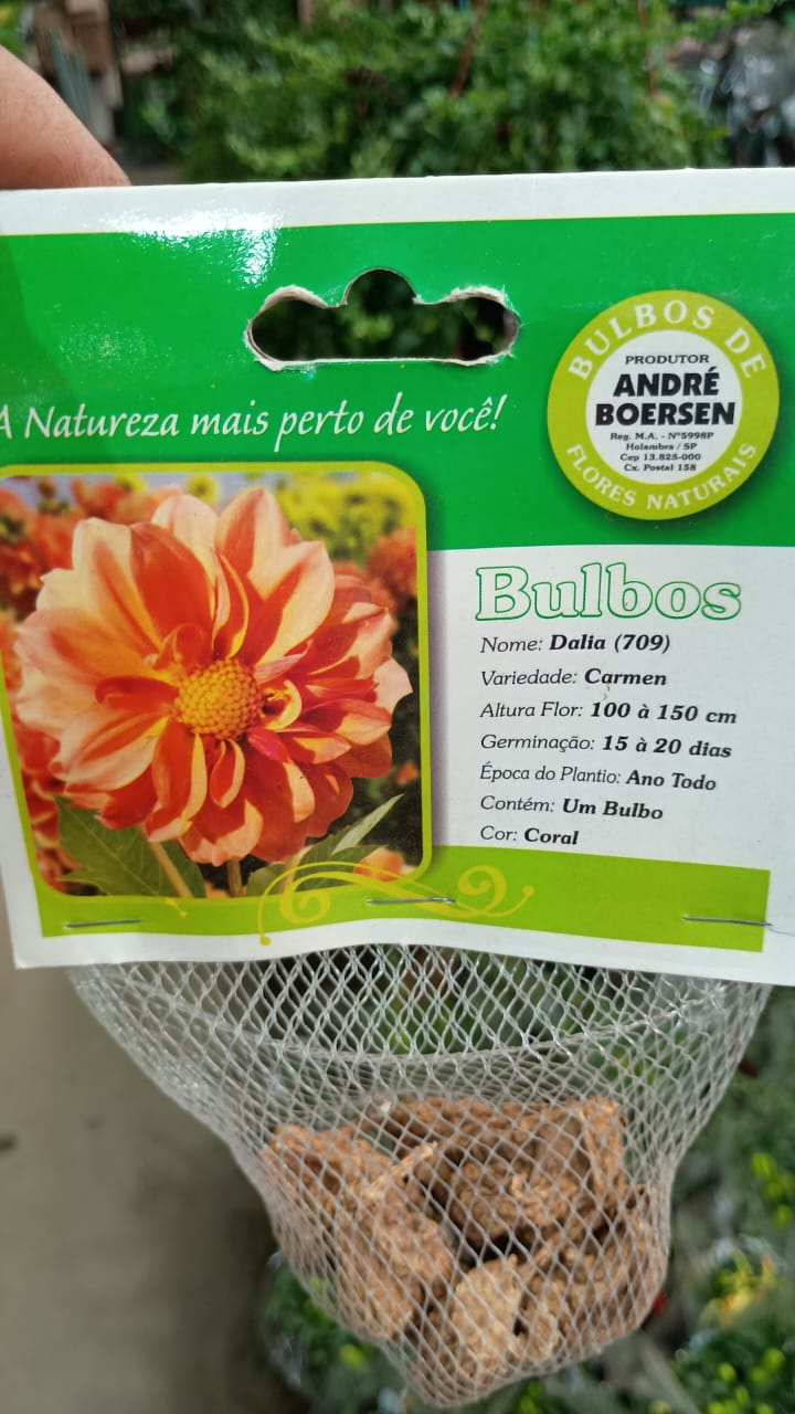 DÁLIA CORES - BULBO - Rebrotar Plantas