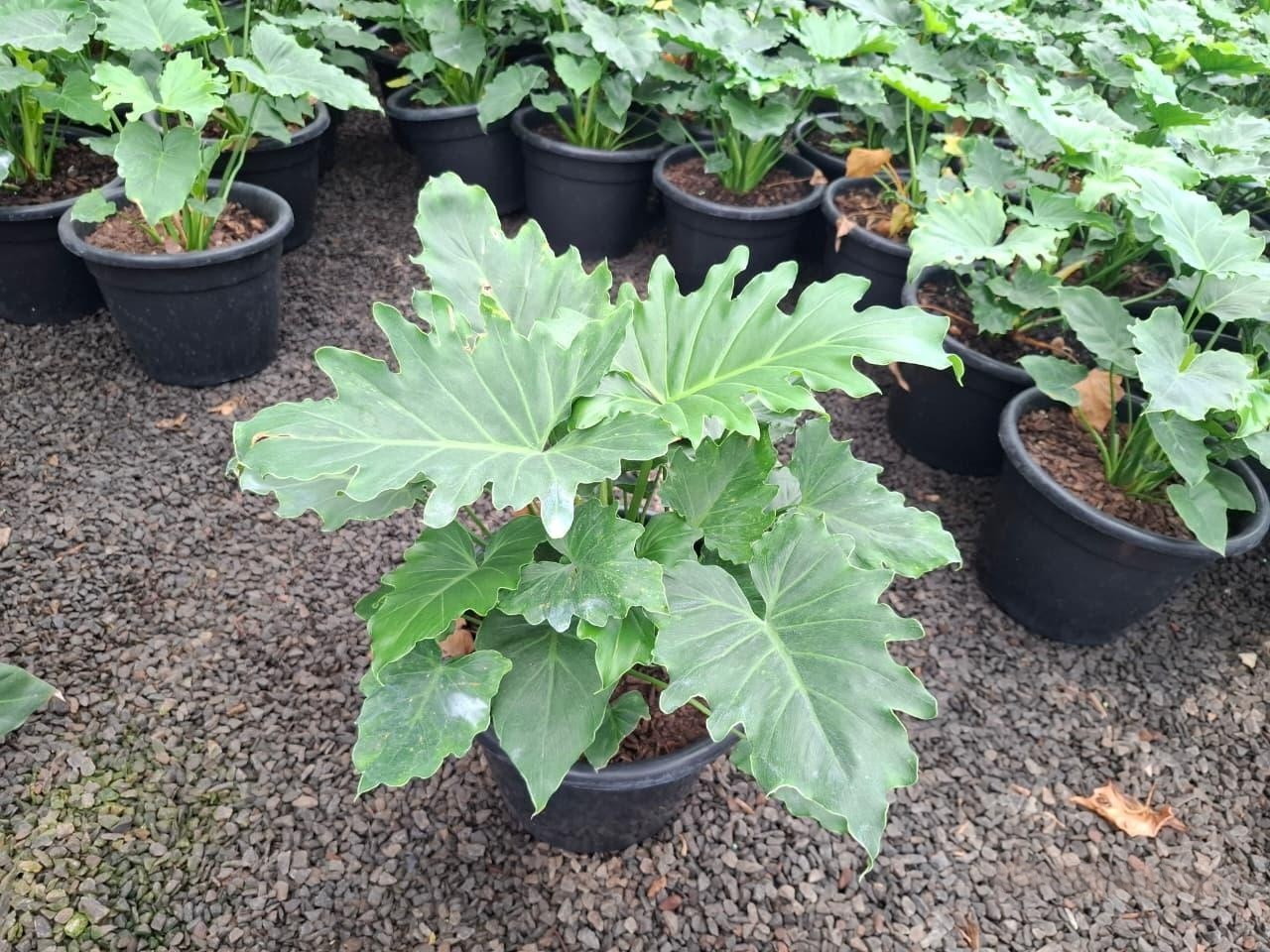 Philodendron Shangri-La - Pote 20 com 30 cm - Rebrotar Plantas