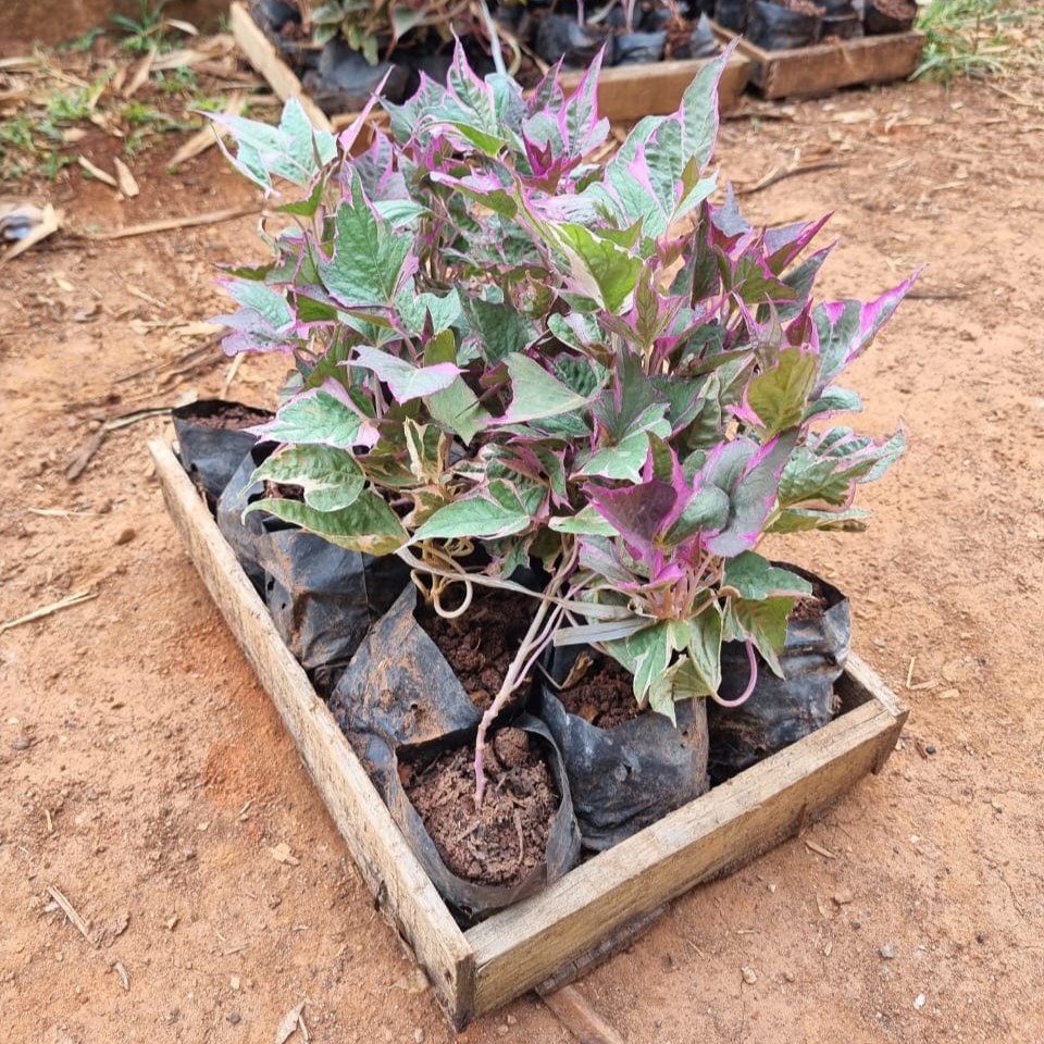 HERA BATATA ROSA (Ipomoea batatas 'Pink frost') - Rebrotar Plantas