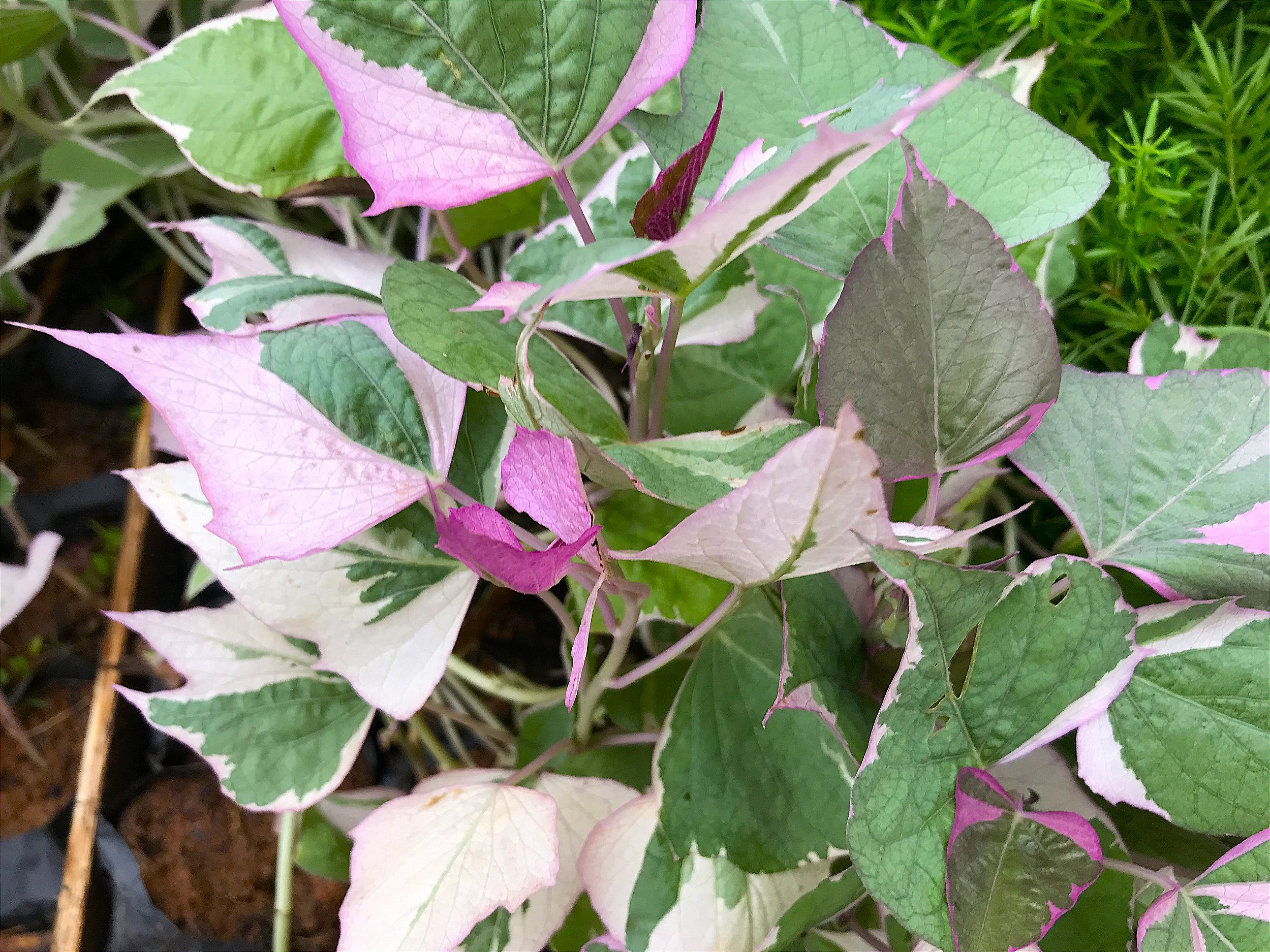 HERA BATATA ROSA (Ipomoea batatas 'Pink frost') - Rebrotar Plantas