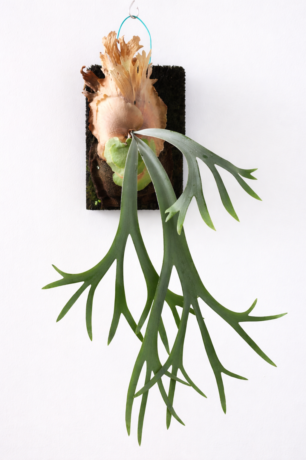 CHIFRE LEMOINEI (Platycerium veitchii Lemoinei) - Pote 11