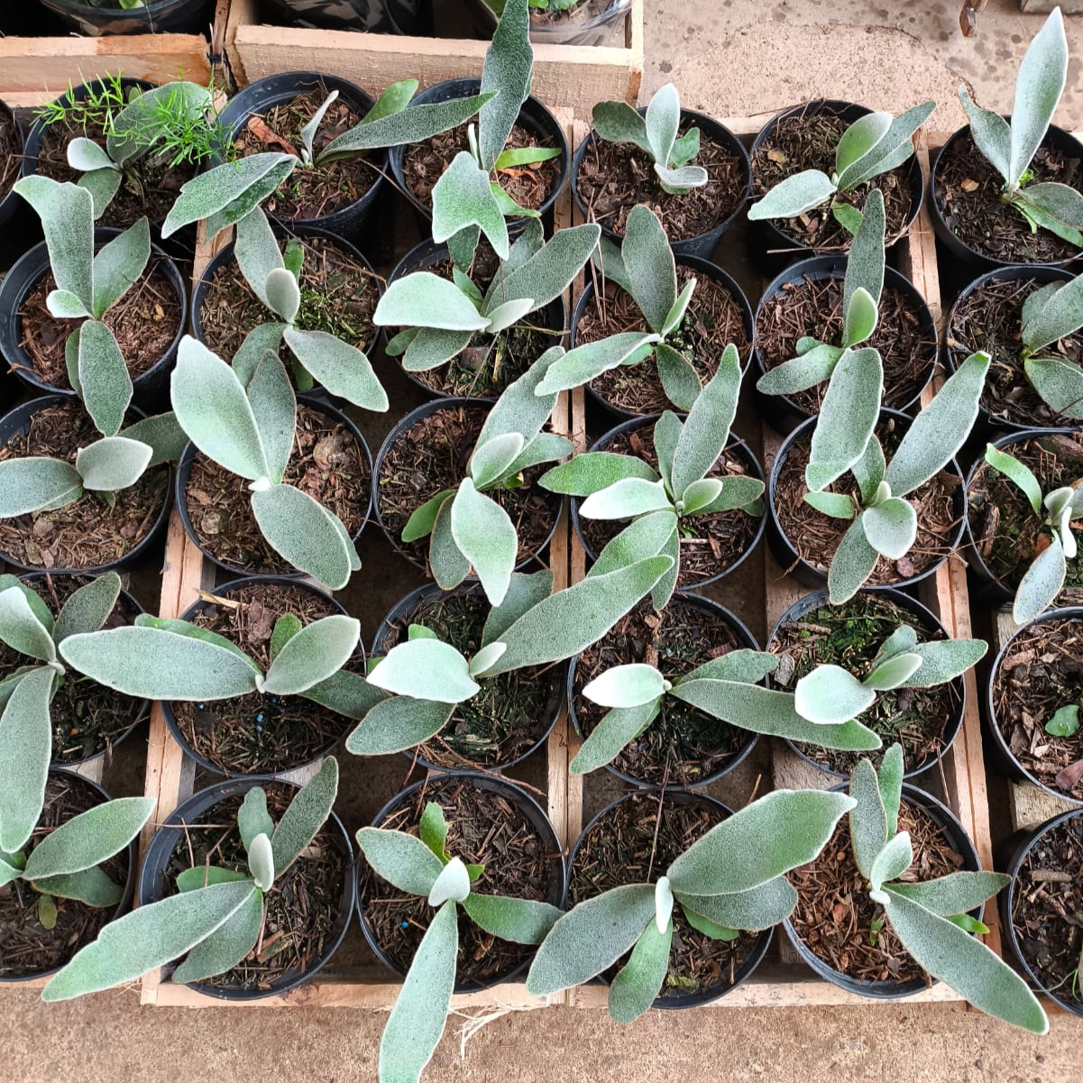 CHIFRE LEMOINEI (Platycerium veitchii Lemoinei) - Pote 11