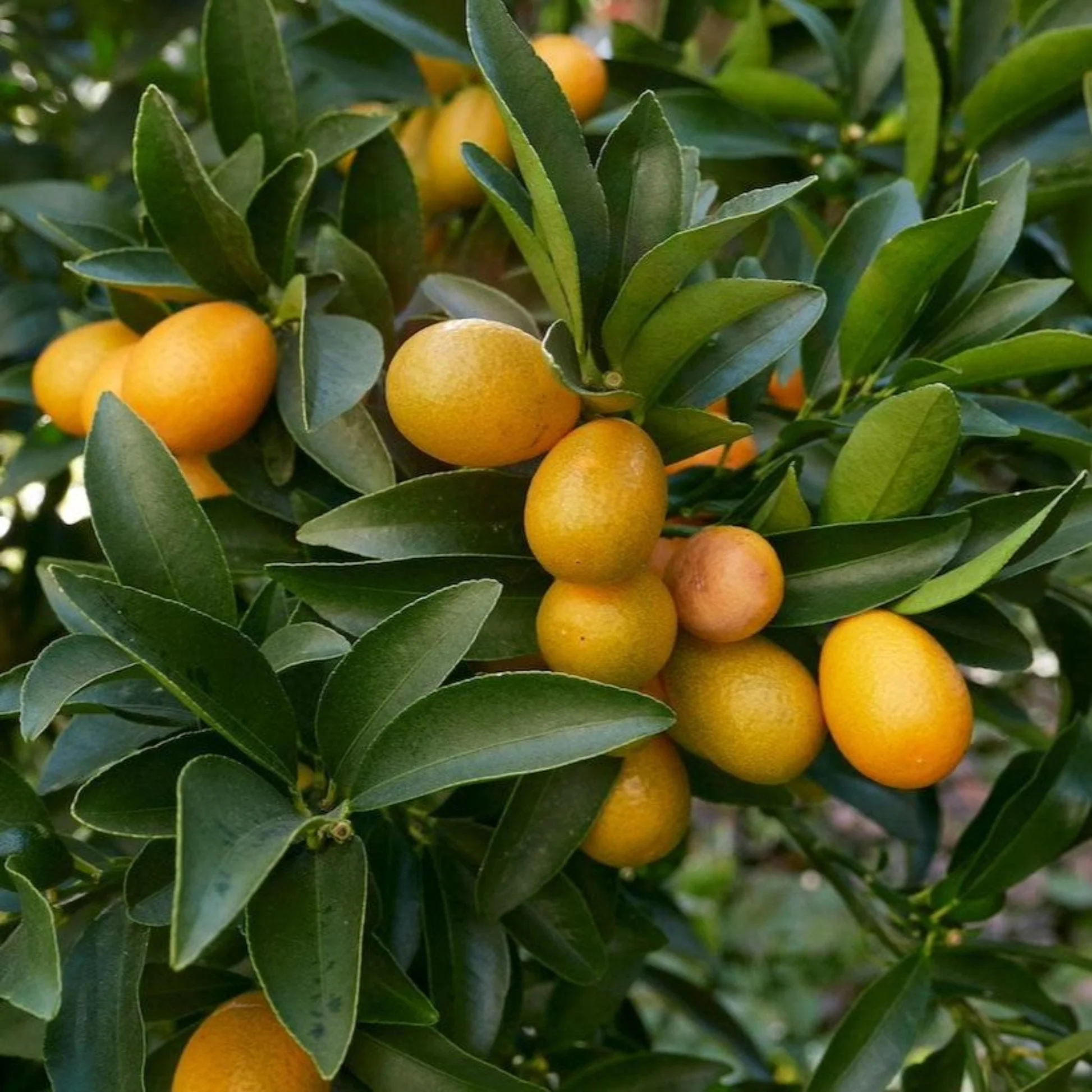 かんな LARANJA KINKAN DOCE (Fortunella japonica) - Muda Enxertada com até