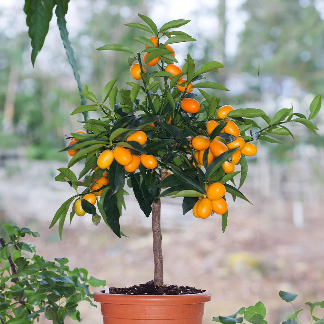 LARANJA KINKAN DOCE (Fortunella japonica) - Muda Enxertada com até