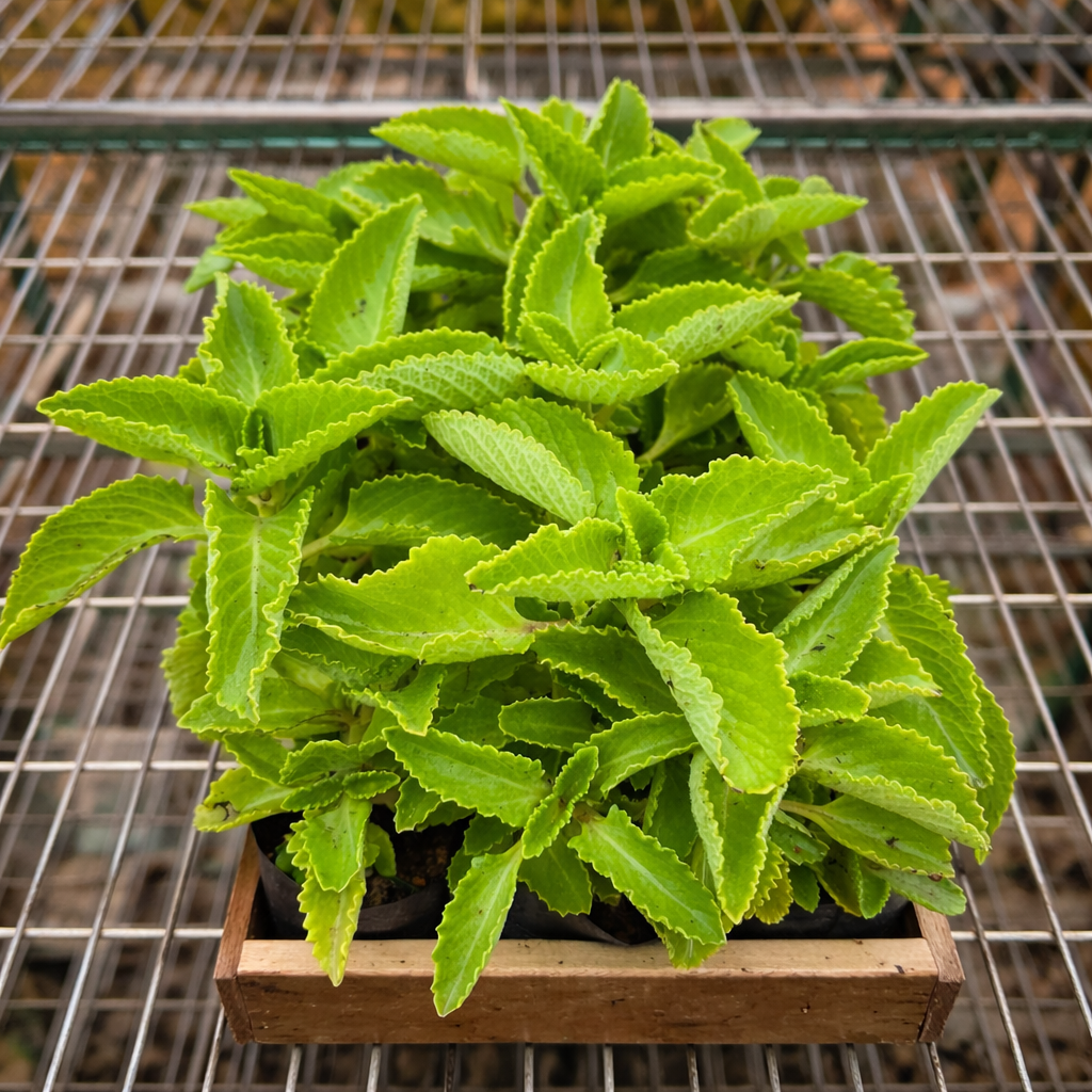 HORTELÃ DE FOLHA GROSSA (Plectranthus amboinicus) - Rebrotar Plantas