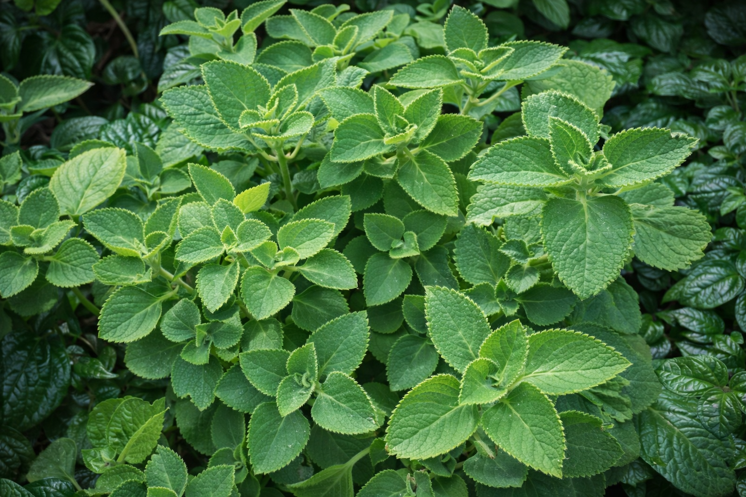 HORTELÃ DE FOLHA GROSSA (Plectranthus amboinicus) - Rebrotar Plantas
