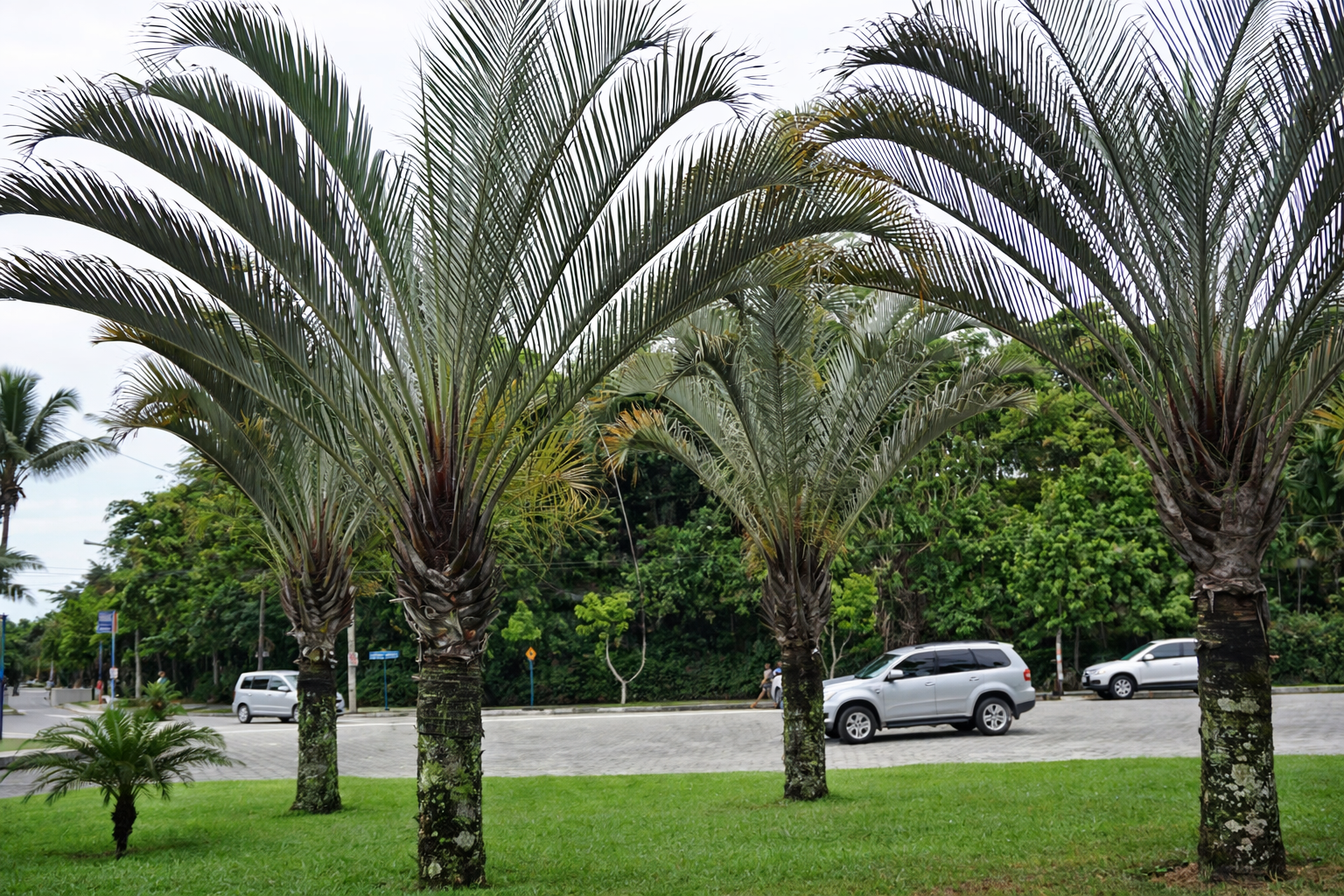 Planta Triangular PALMEIRA TRIANGULAR (Dypsis decaryi) - Muda com 70 cm a 1 metro ...
