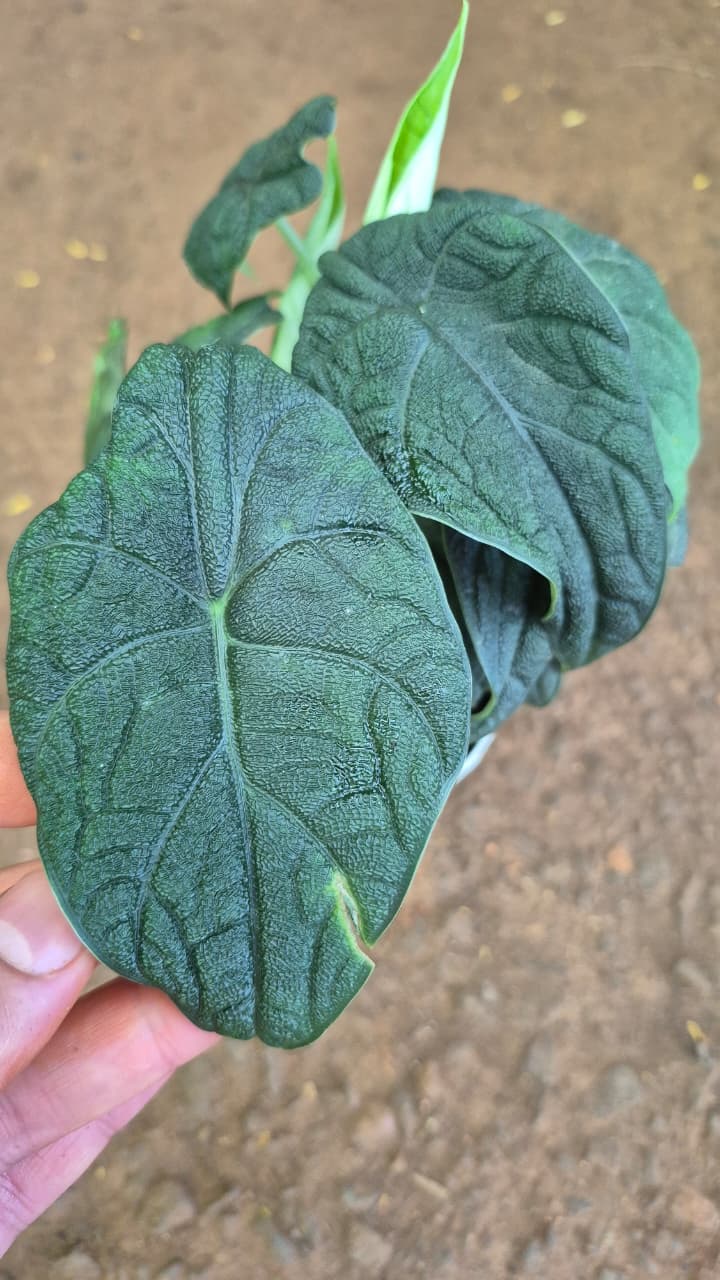 Alocasia Preta 