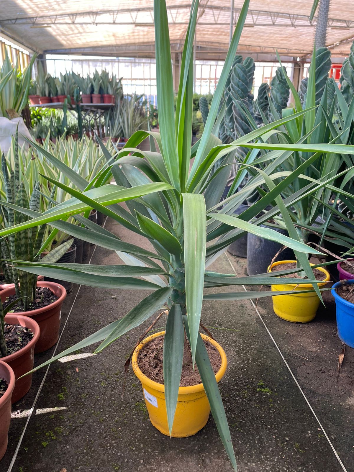 YUCCA (Yucca gigantea) - Pote 24 - Rebrotar Plantas