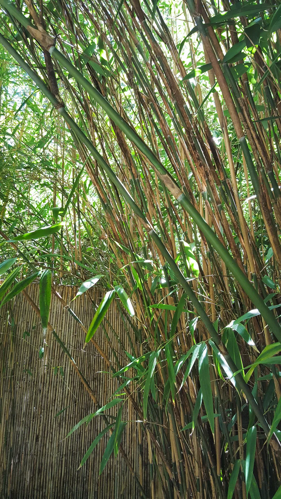 BAMBU METAKE ou JAPONS (Pseudosasa japonica) - Muda com at 1 metro -  Rebrotar Plantas