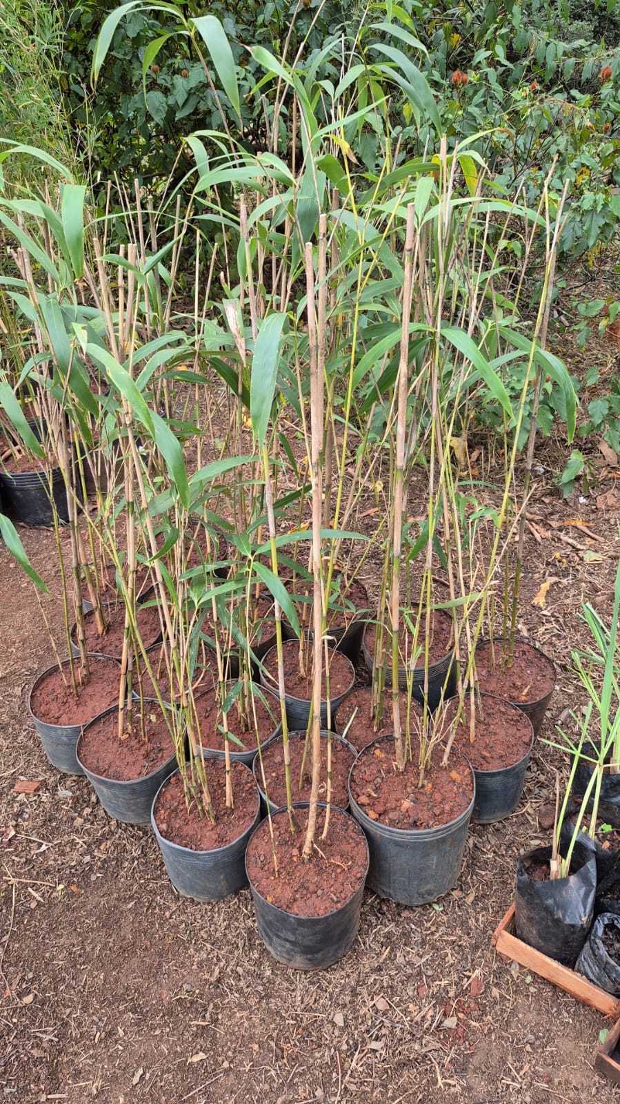 ikea bananenpflanze Baum-Strelitzie Strelitzia Nicolai Zimmerpflanze Ø24cm ↕150cm main image 0