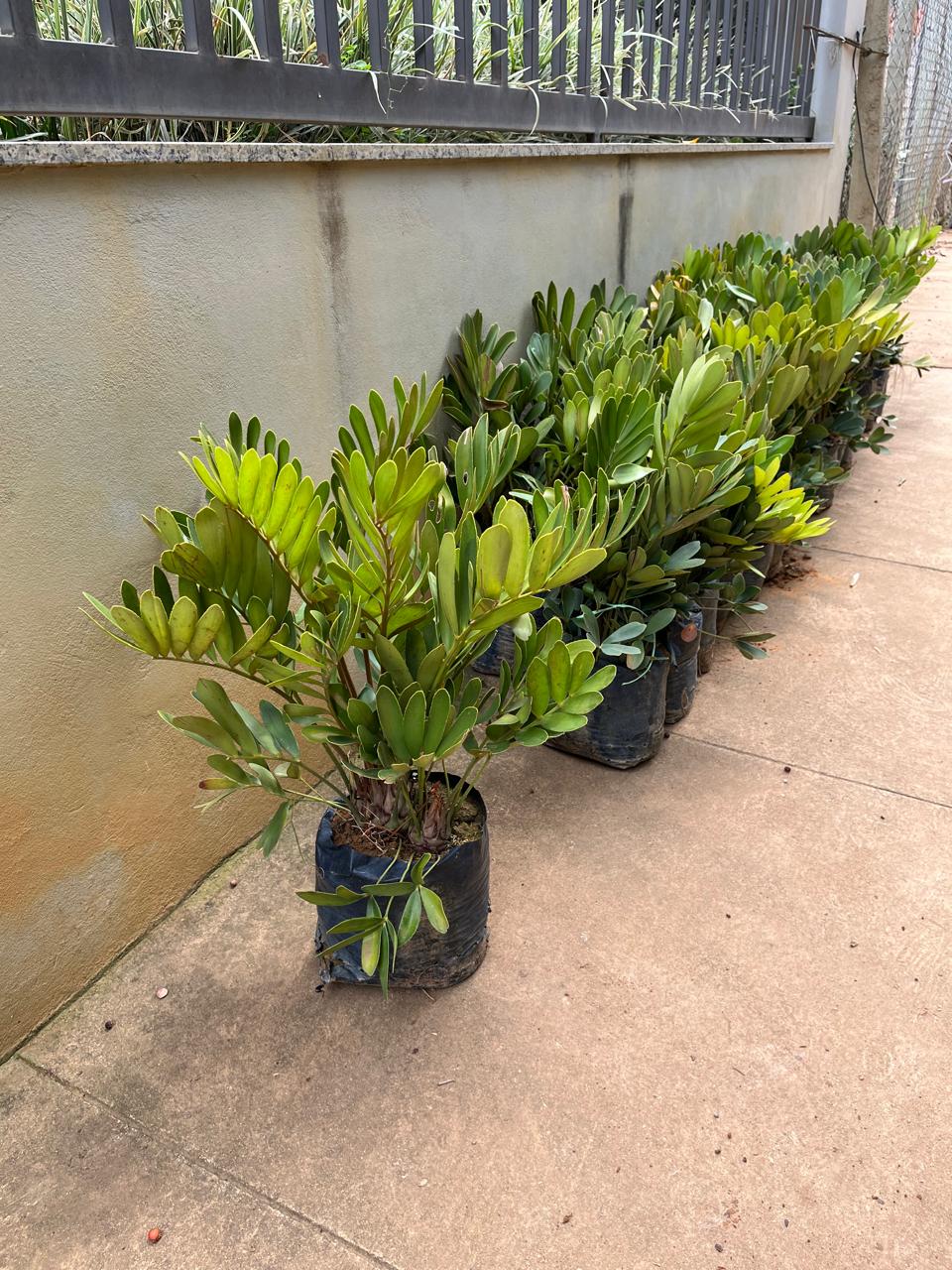 ZAMIA (Zamia furfuracea) - Muda com até 80 cm - Rebrotar Plantas