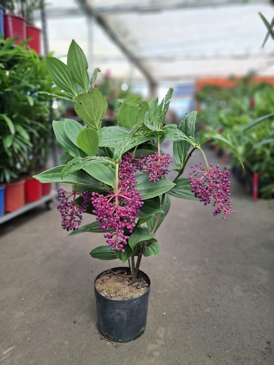 Medinilla speciosa - Muda com até 1 metro - Rebrotar Plantas