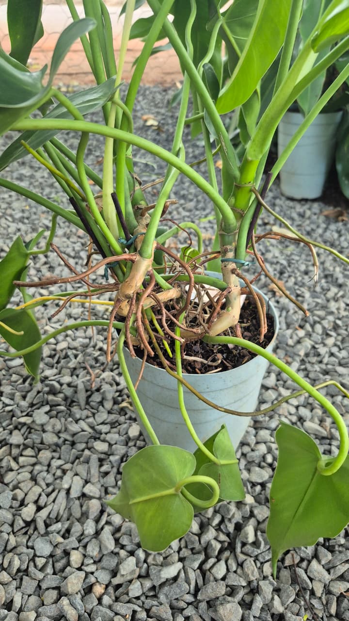 Philodendron Spiritus Sancti GRANDE - Pote 17 - Rebrotar Plantas