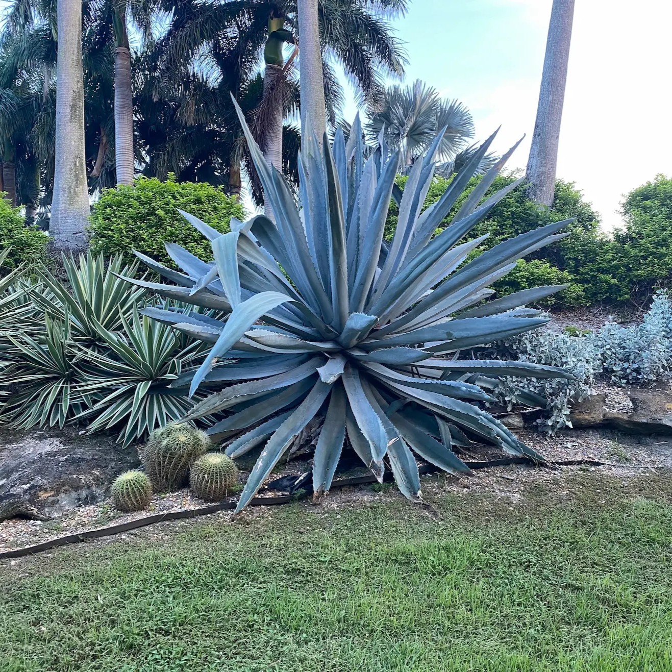 AGAVE AZUL (Agave tequilana) - Muda com at 70 cm - Rebrotar Plantas