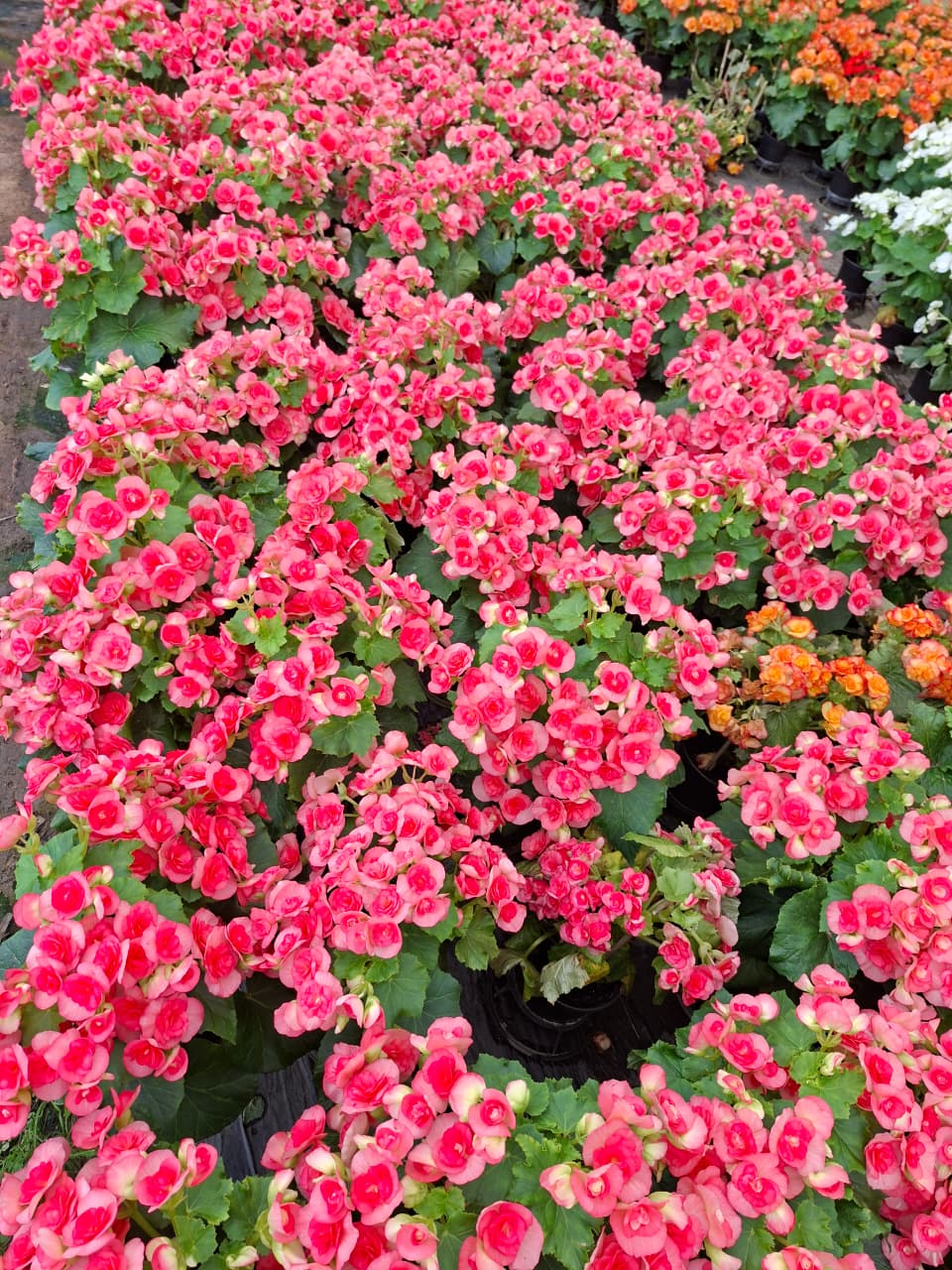 Begonia Elatior De Colores Variados, Planta Natural Viva De 22 Cm De Alto, Maceta De 15 Cm, Resistente Para Interior O Exterior