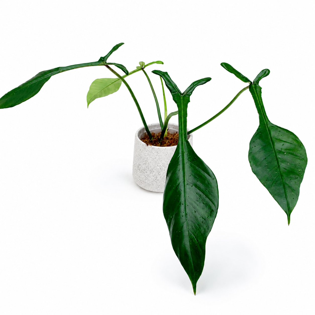 Philodendron x joepii - Pote 15 - Rebrotar Plantas