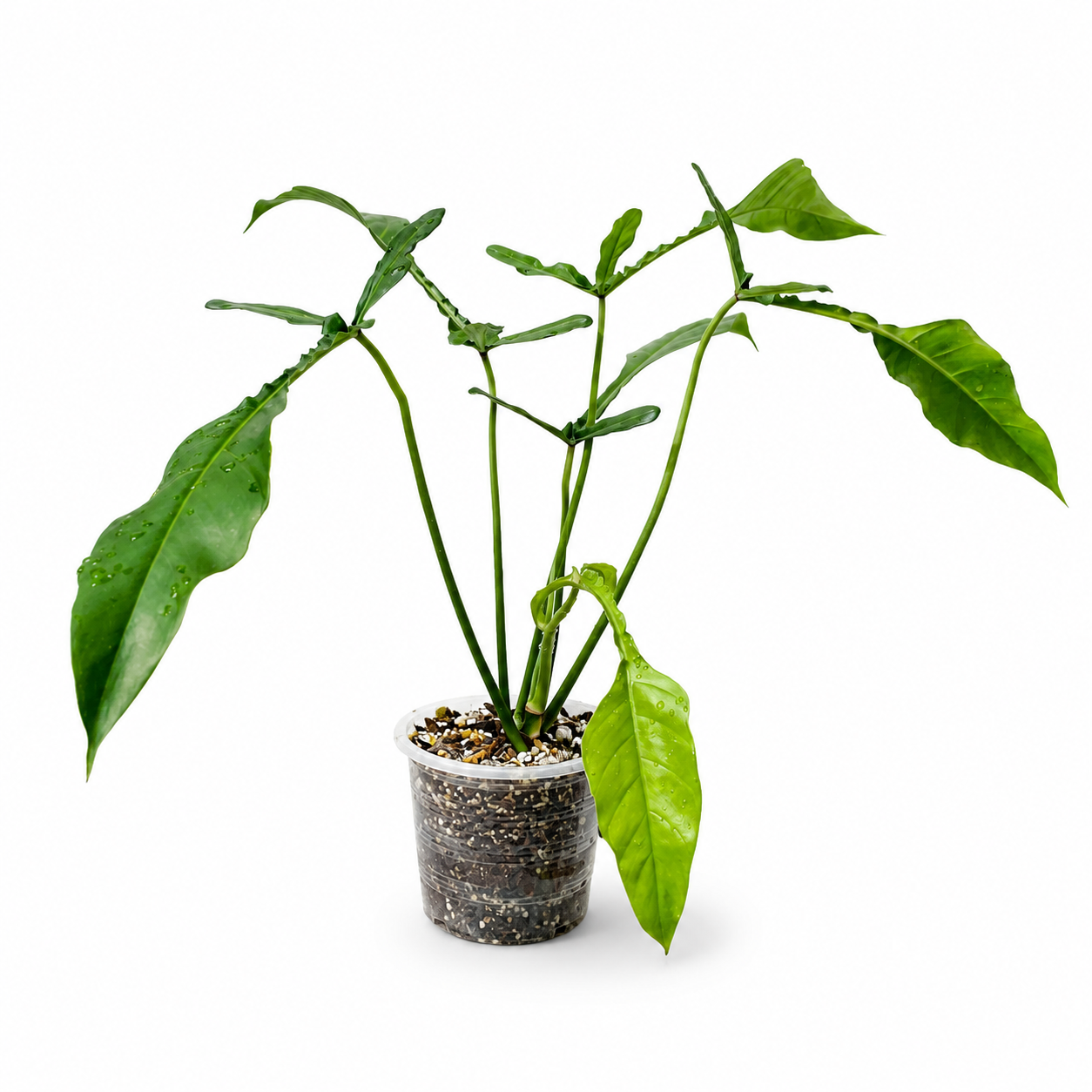 Philodendron joepii フィロデンドロンジョーピー Philodendron x joepii - Pote 15 - Rebrotar Plantas