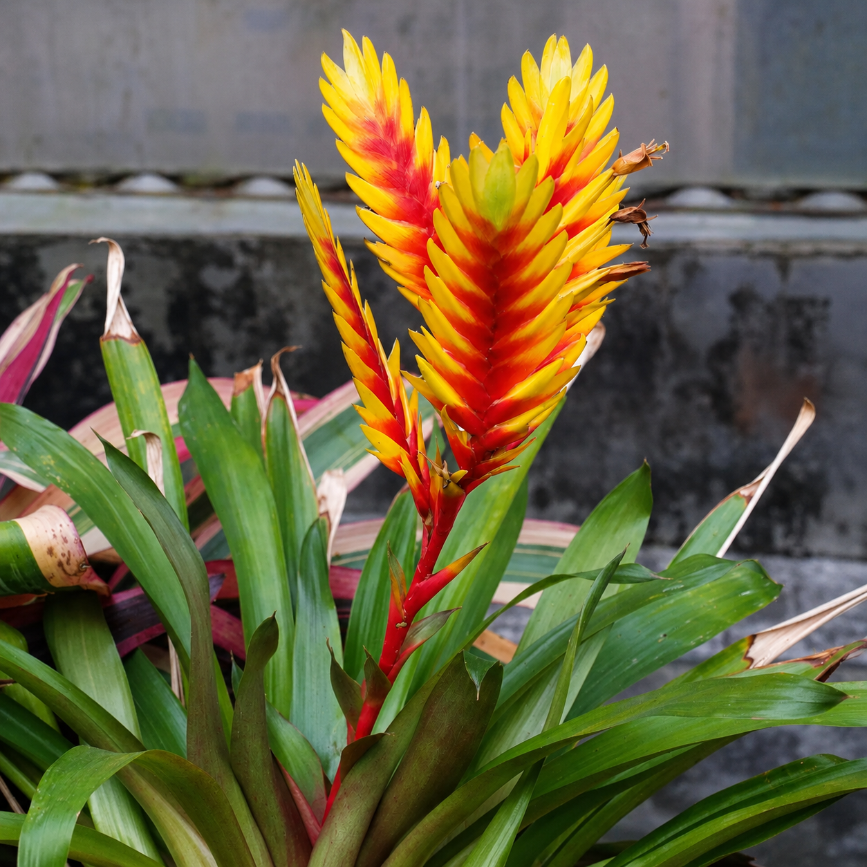 VRIESEA AMARELA FOGO (Vriesea carinata) - Pote 15 - Rebrotar Plantas
