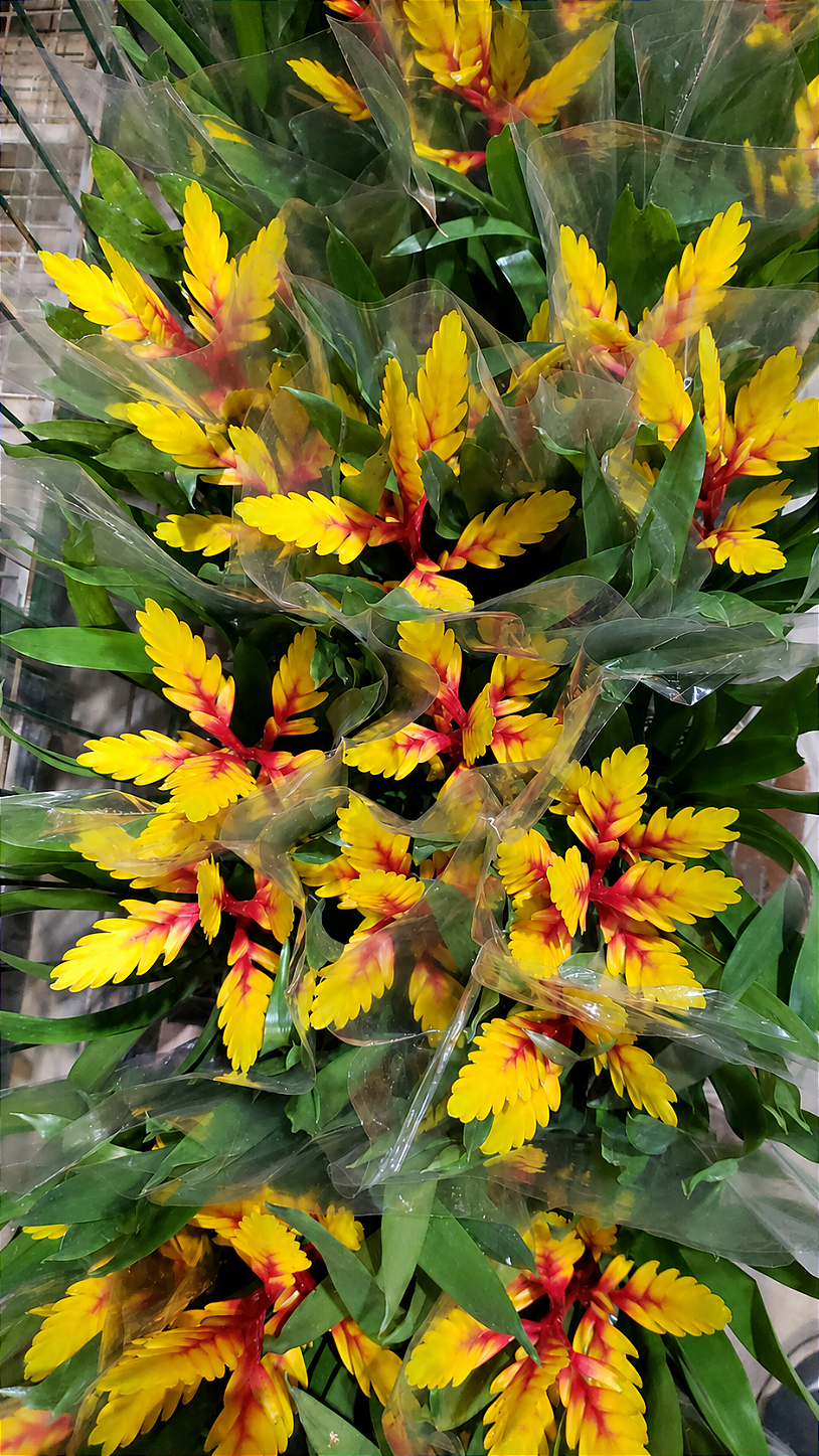 VRIESEA AMARELA FOGO (Vriesea carinata) - Pote 15 - Rebrotar Plantas