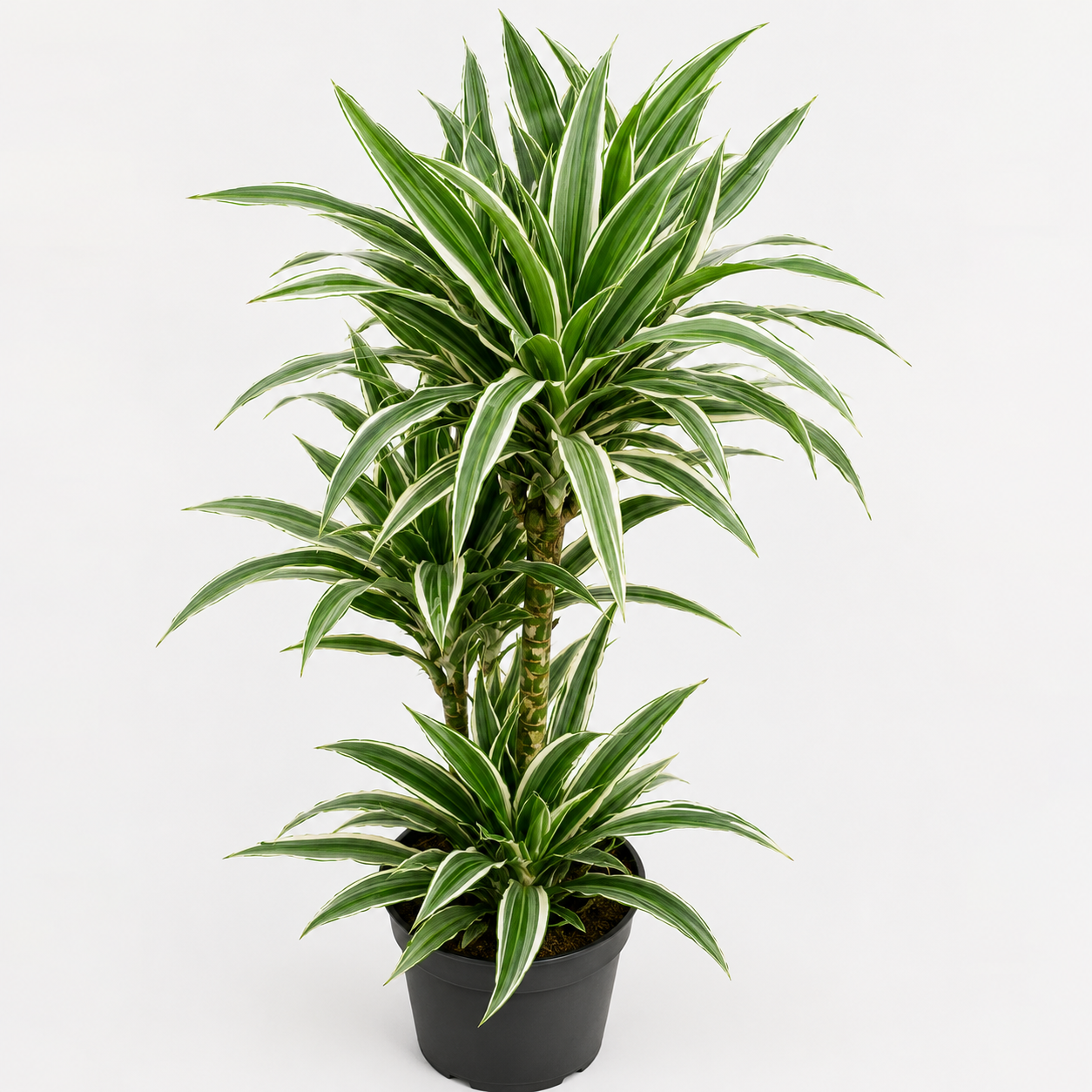 efeutute silber XXL Efeutute Scindapsus 150cm  Green Me Up