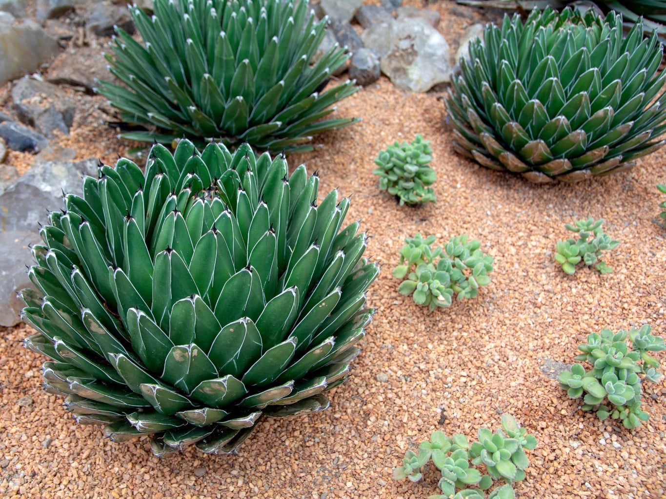 AGAVE REGINAE ou VITÓRIA RÉGIA (Agave victoriae-reginae) - Pote 11