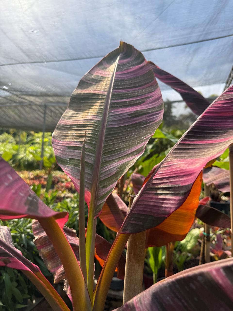 Musa nono pink x MusaFlorida ムサノノXムサフロリダ Musa nono Pink - Pote 17 muda com 40 a 60 cm - Rebrotar Plantas