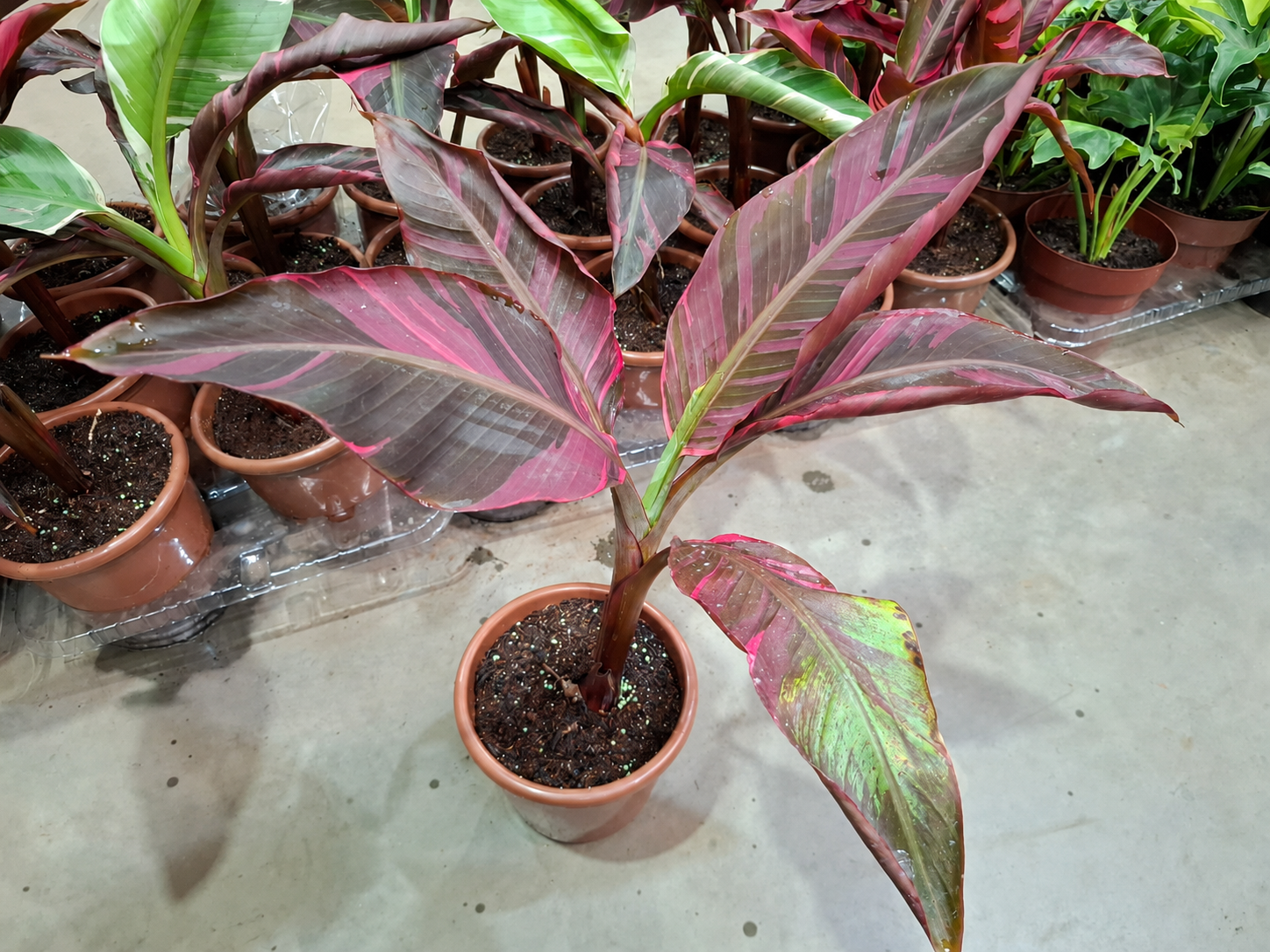 Musa nono Pink - Pote 17 muda com 40 a 60 cm - Rebrotar Plantas