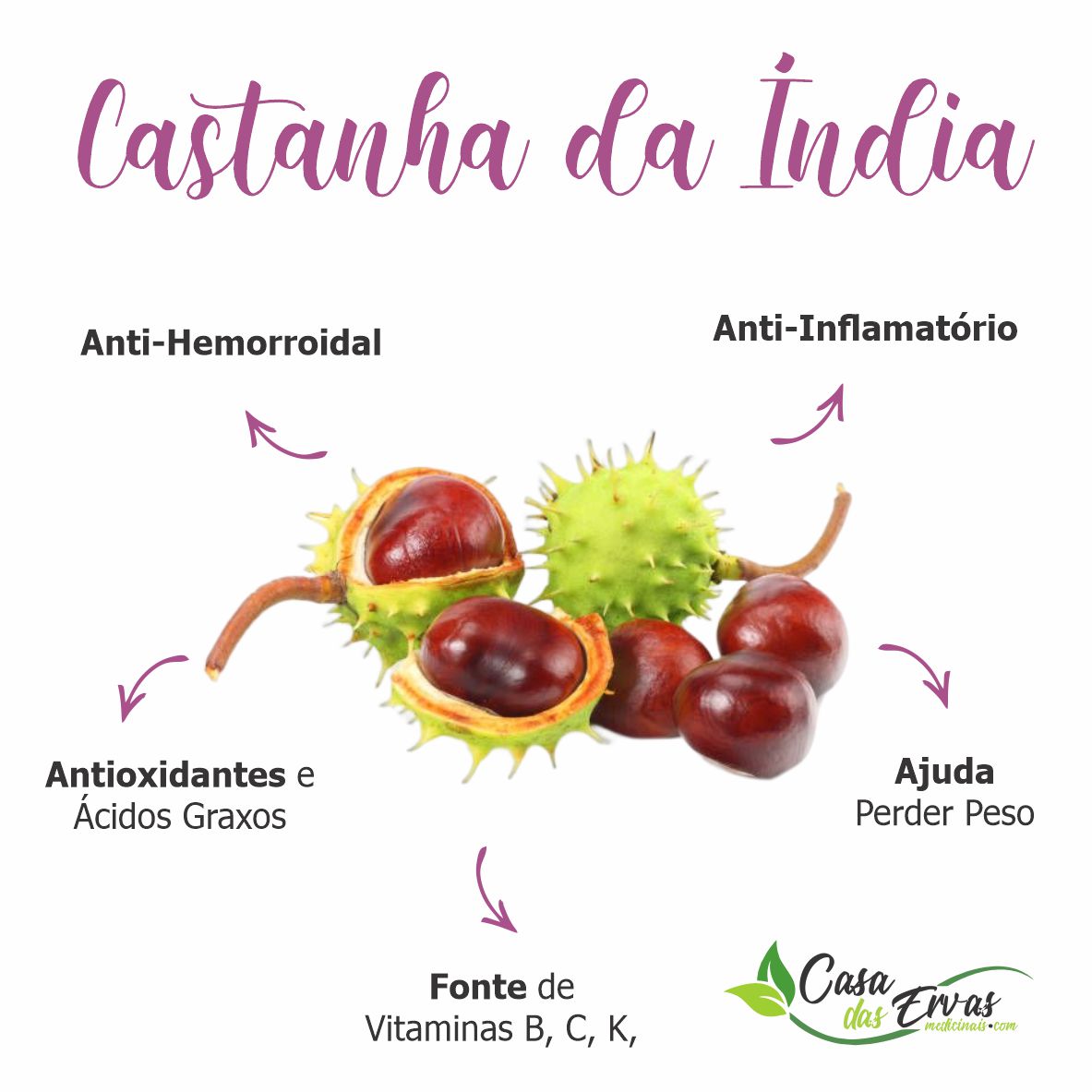 Castanha da Índia 120 Cápsulas - 500 MG - Casa das Ervas Medicinais