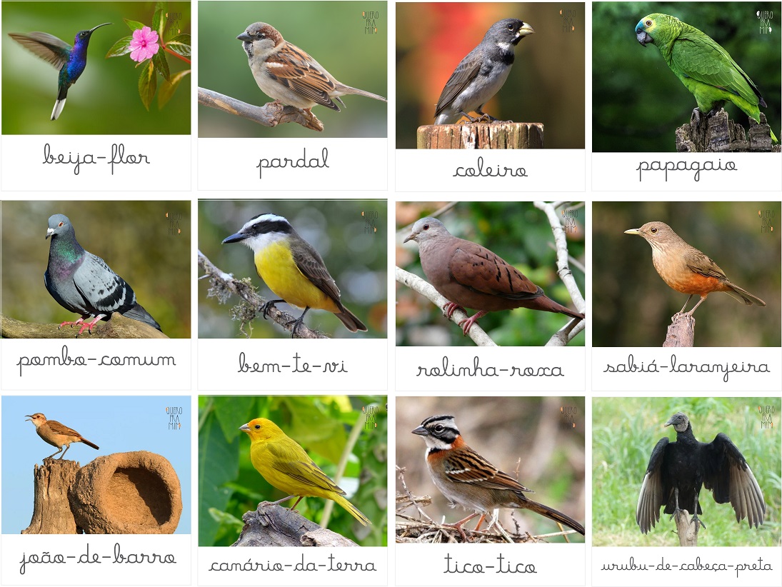 Miniaturas e flashcards de aves - Quero pra Mim® - Produtos inspirados ...