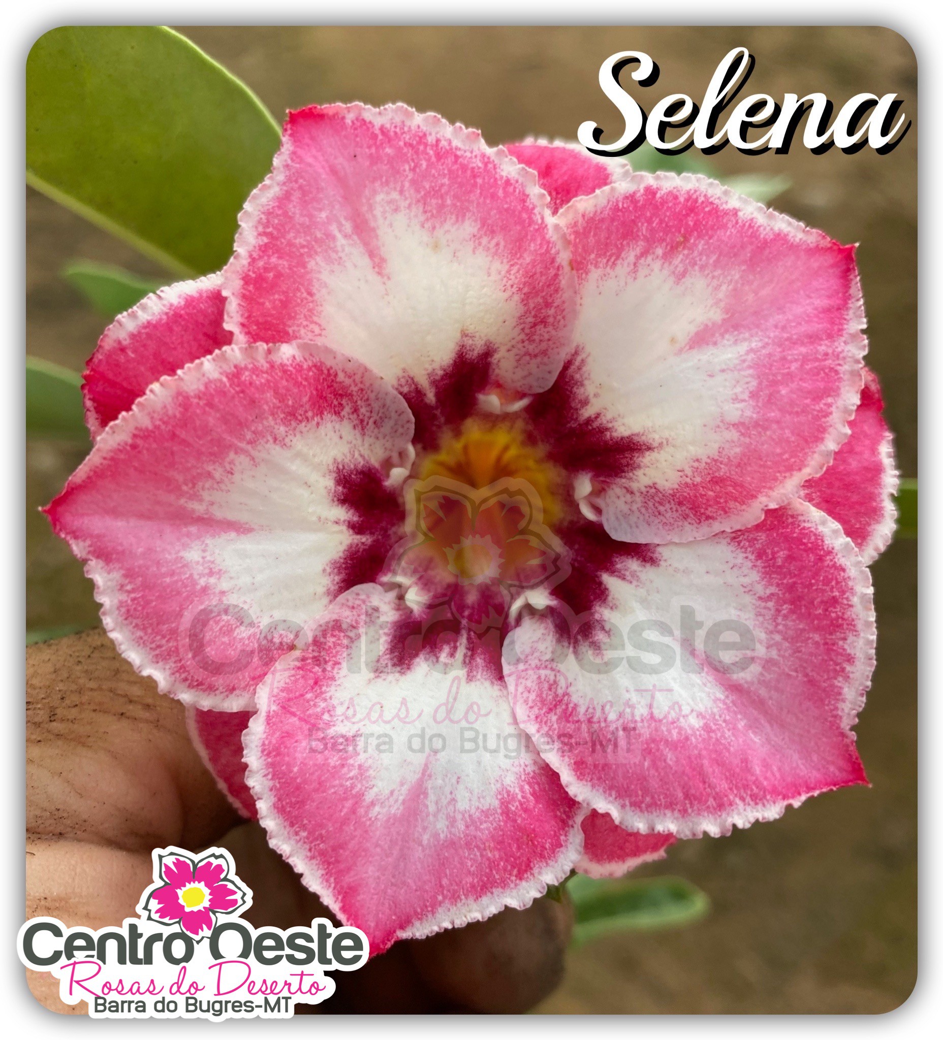 Serena, Rosa do Deserto